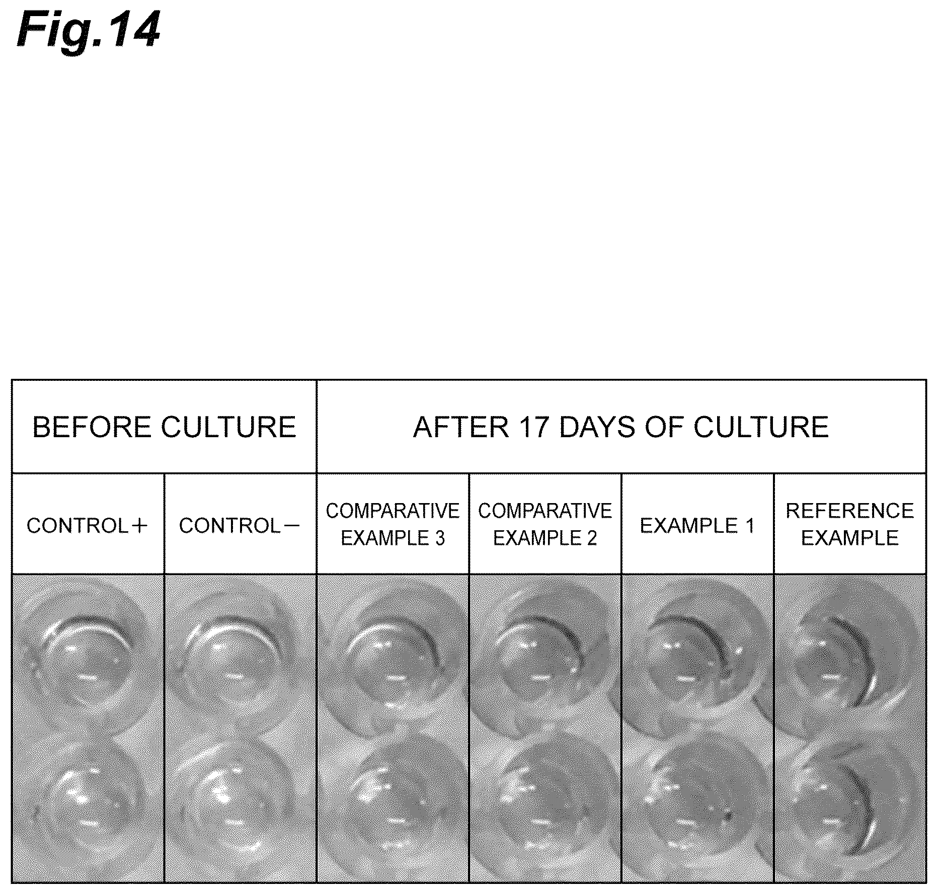 Patent US12312601 Figure 14 – Culture substrate, method for manufacturing culture substrate, and culturing method and culturing device for stem cell