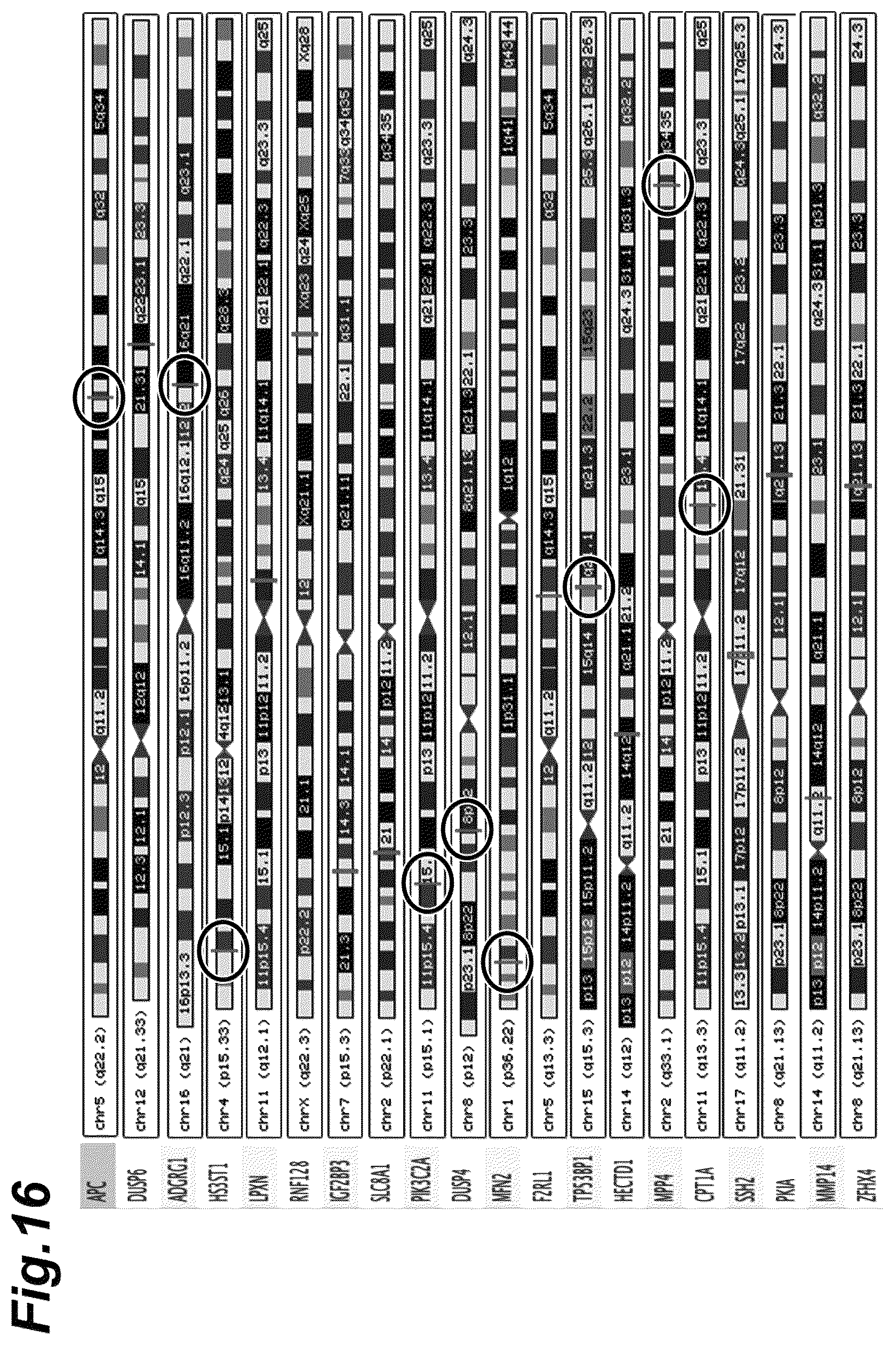 Patent US12312601 Figure 16 – Culture substrate, method for manufacturing culture substrate, and culturing method and culturing device for stem cell