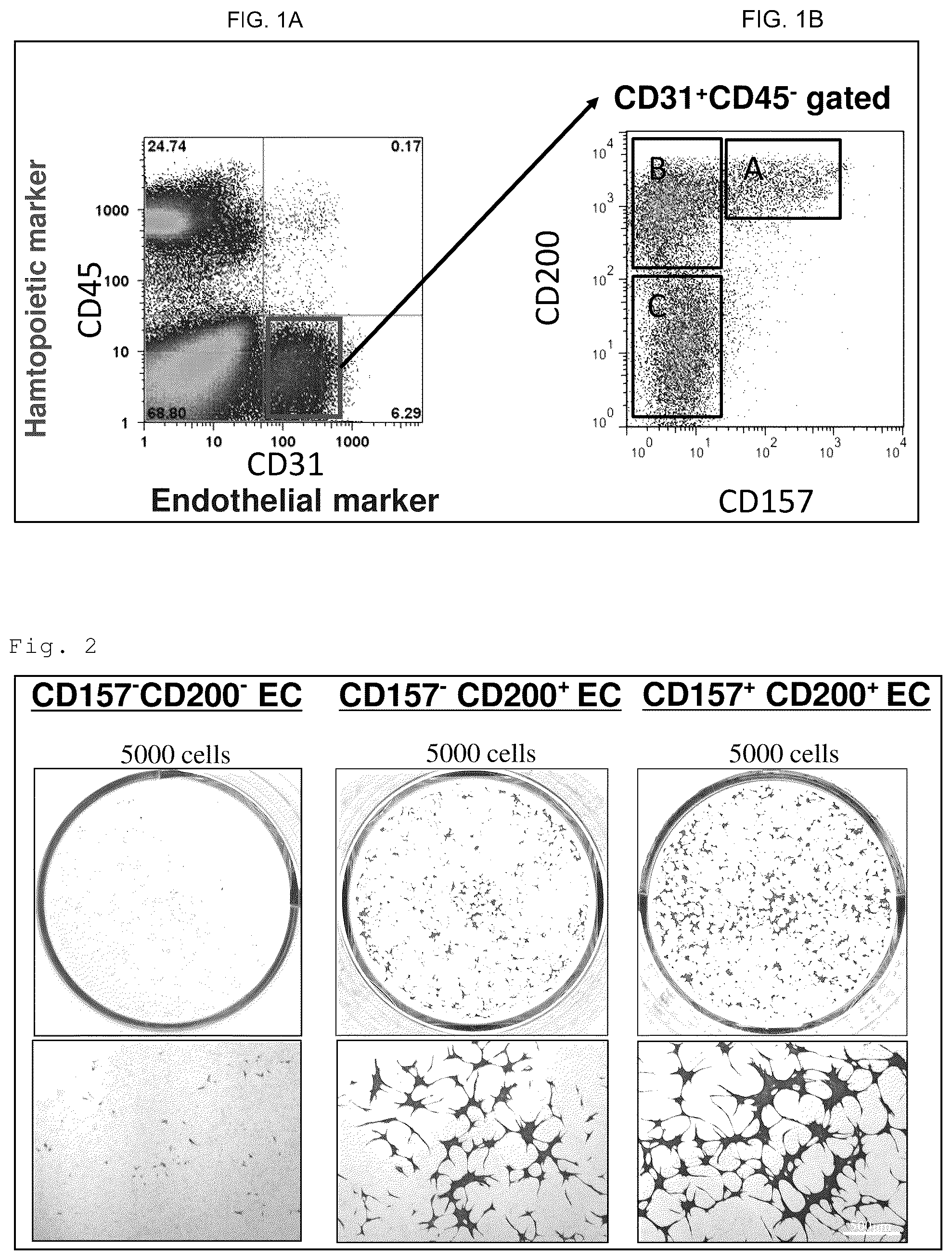 Patent US12312603 Figure 1 – Cell populations of CD31-positive, CD45-negative, CD200-positive mammalian cells and use thereof