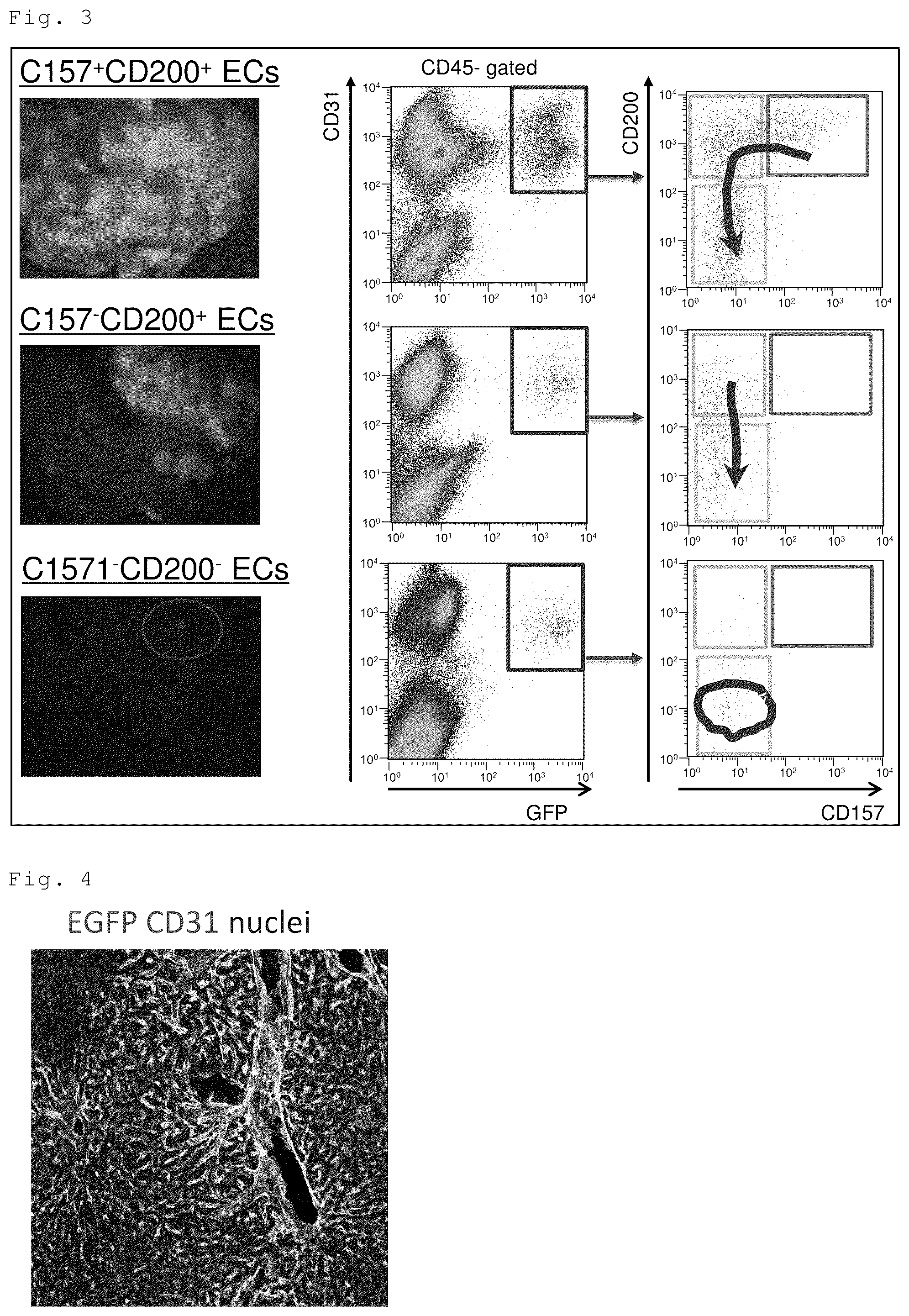 Patent US12312603 Figure 2 – Cell populations of CD31-positive, CD45-negative, CD200-positive mammalian cells and use thereof