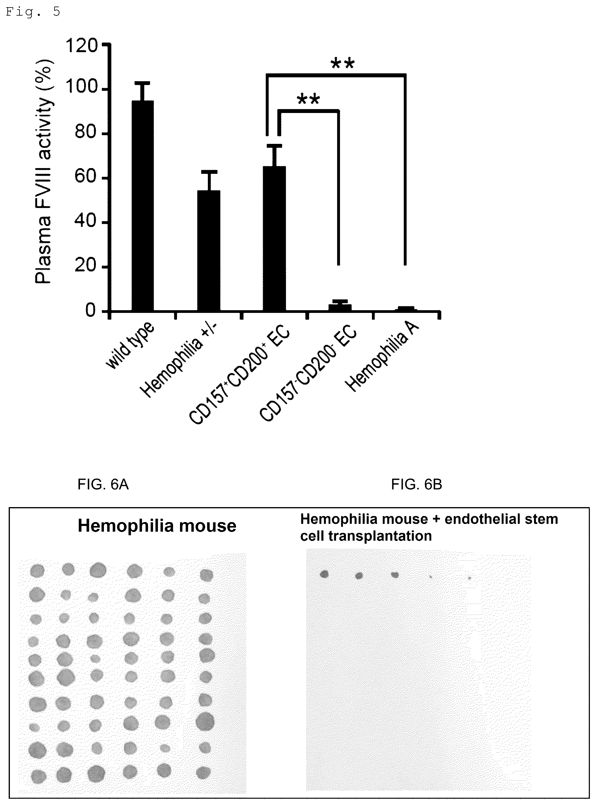 Patent US12312603 Figure 3 – Cell populations of CD31-positive, CD45-negative, CD200-positive mammalian cells and use thereof