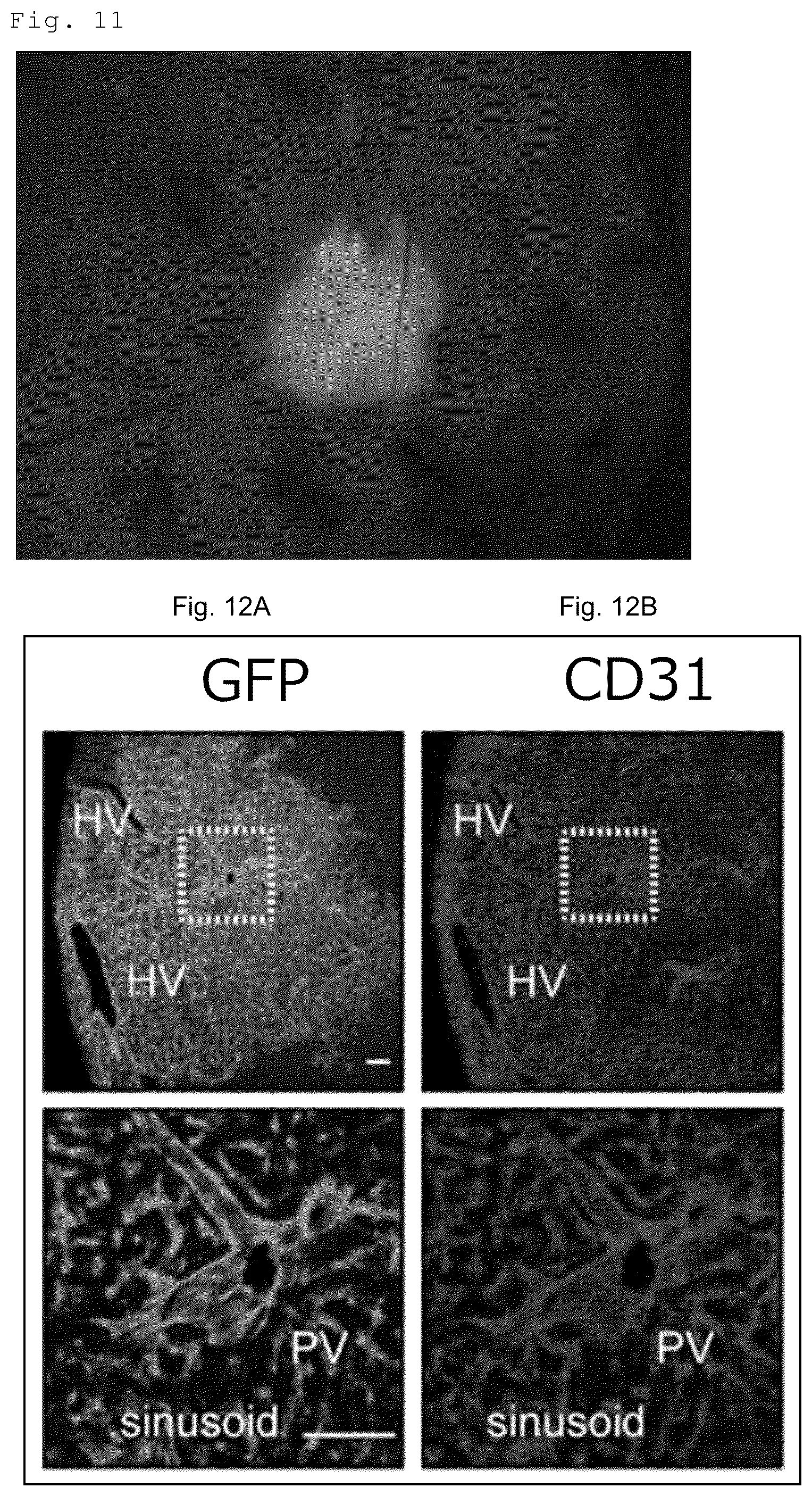 Patent US12312603 Figure 6 – Cell populations of CD31-positive, CD45-negative, CD200-positive mammalian cells and use thereof