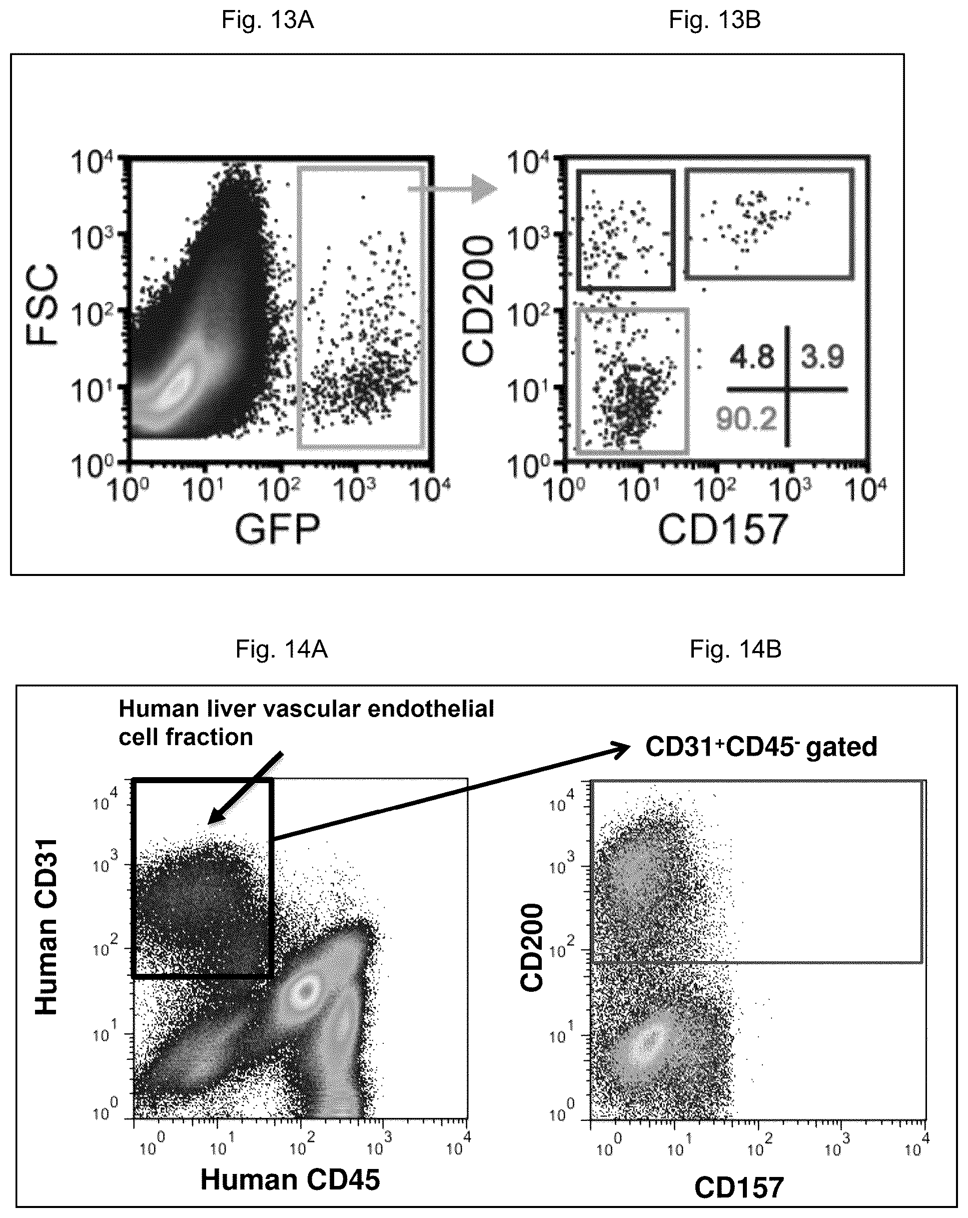 Patent US12312603 Figure 7 – Cell populations of CD31-positive, CD45-negative, CD200-positive mammalian cells and use thereof