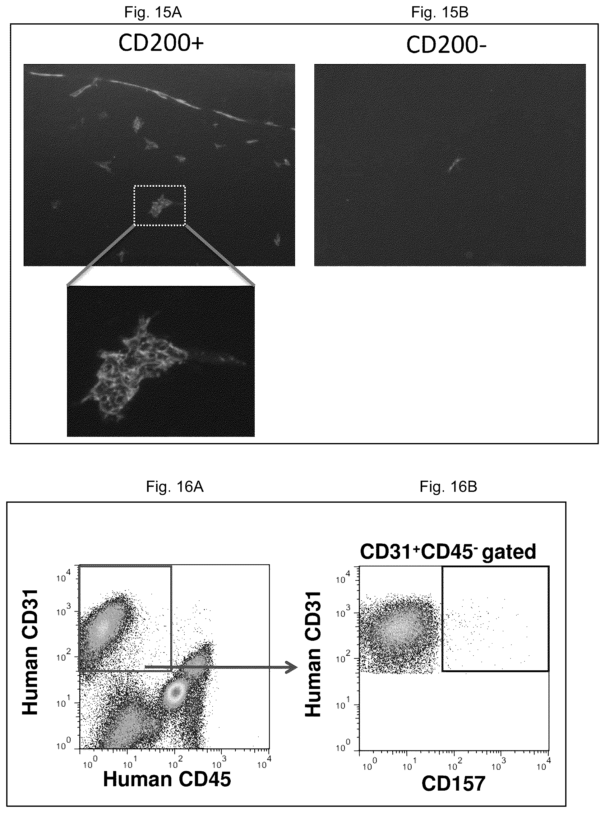 Patent US12312603 Figure 8 – Cell populations of CD31-positive, CD45-negative, CD200-positive mammalian cells and use thereof