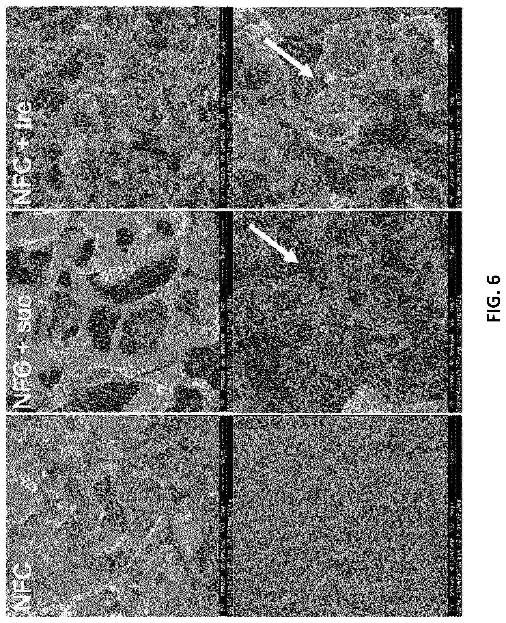Patent US12312604 Figure 8 – Controlling freeze-drying of a hydrogel