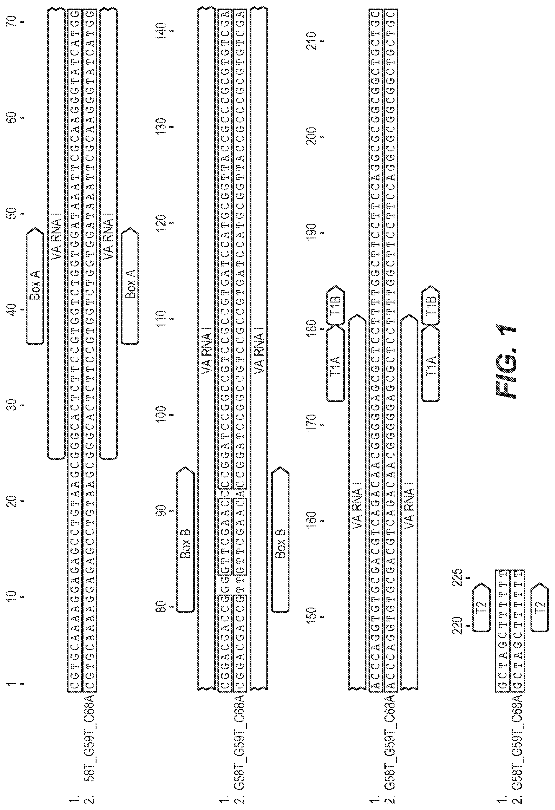 Patent US12312606 Figure 1 – Nucleic acid constructs for VA RNA transcription