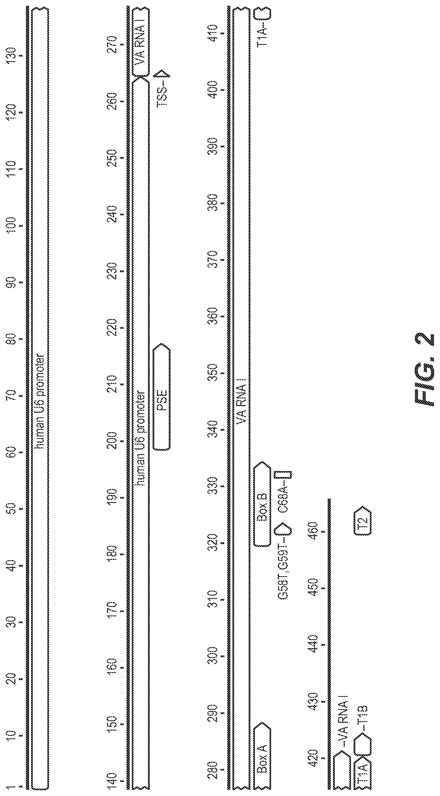 Patent US12312606 Figure 2 – Nucleic acid constructs for VA RNA transcription