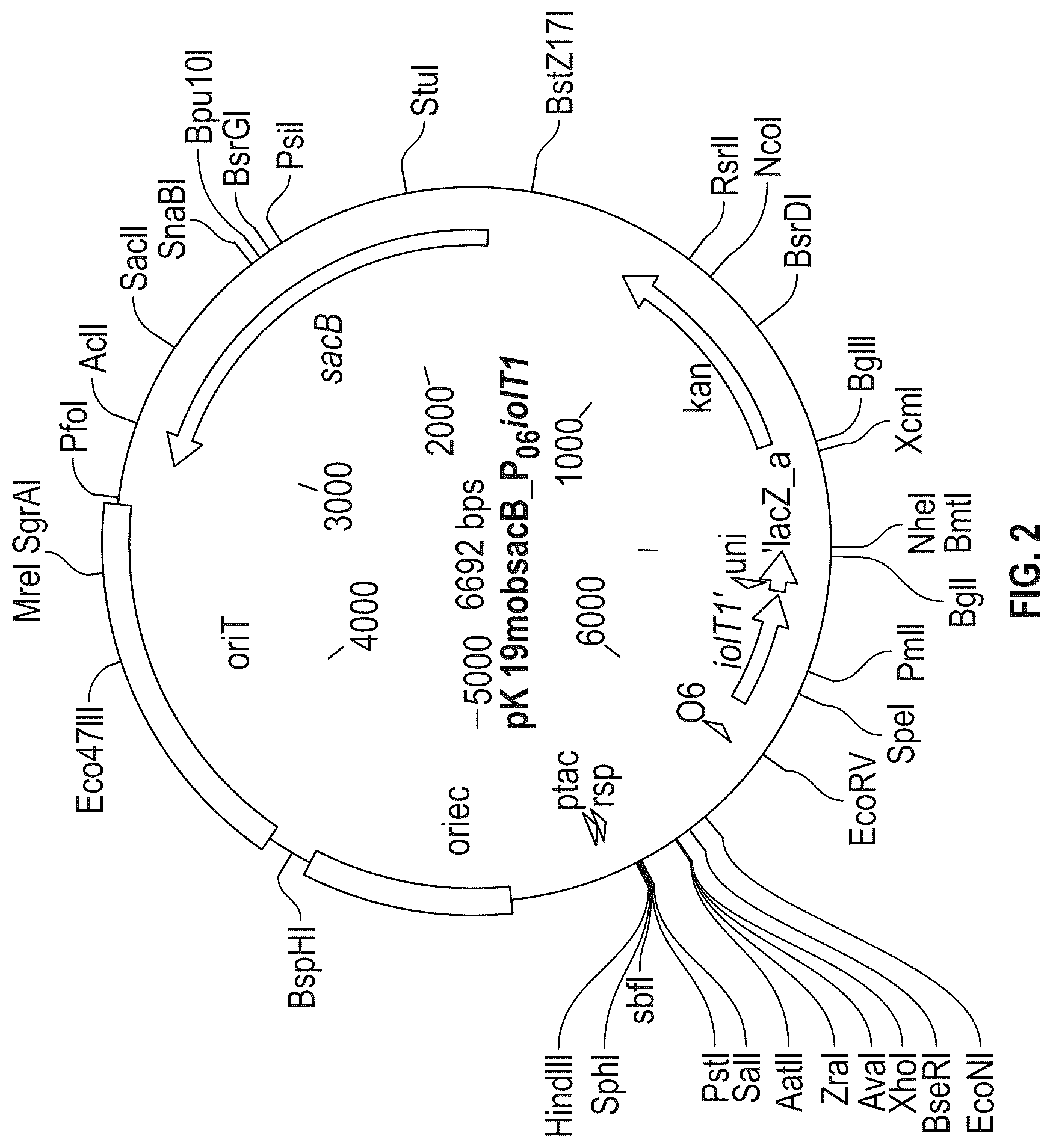 Patent US12312608 Figure 3 – D-xylose dehydrogenase from coryneform bacteria and process for preparing D-xylonate