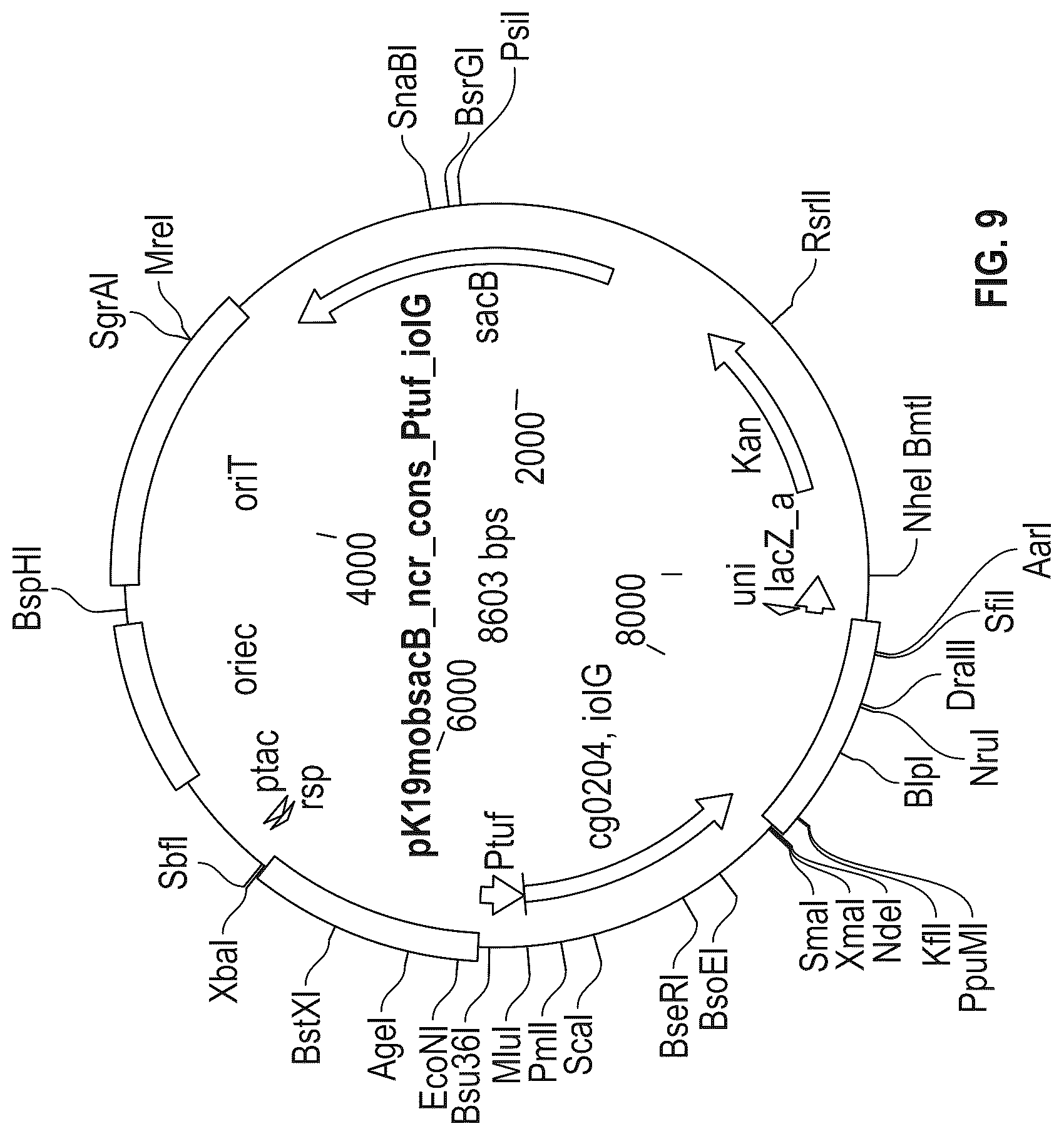 Patent US12312608 Figure 14 – D-xylose dehydrogenase from coryneform bacteria and process for preparing D-xylonate