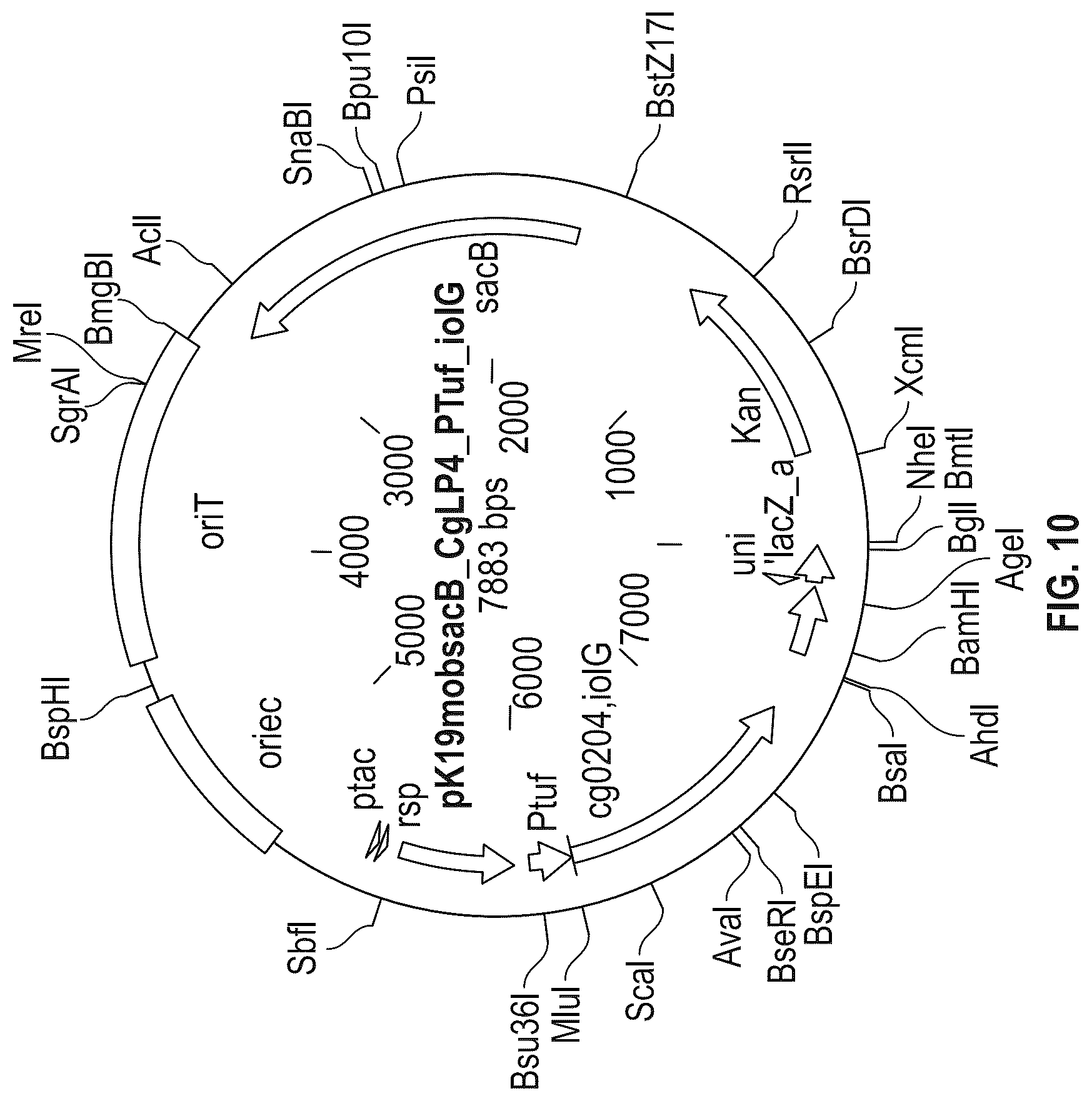 Patent US12312608 Figure 15 – D-xylose dehydrogenase from coryneform bacteria and process for preparing D-xylonate