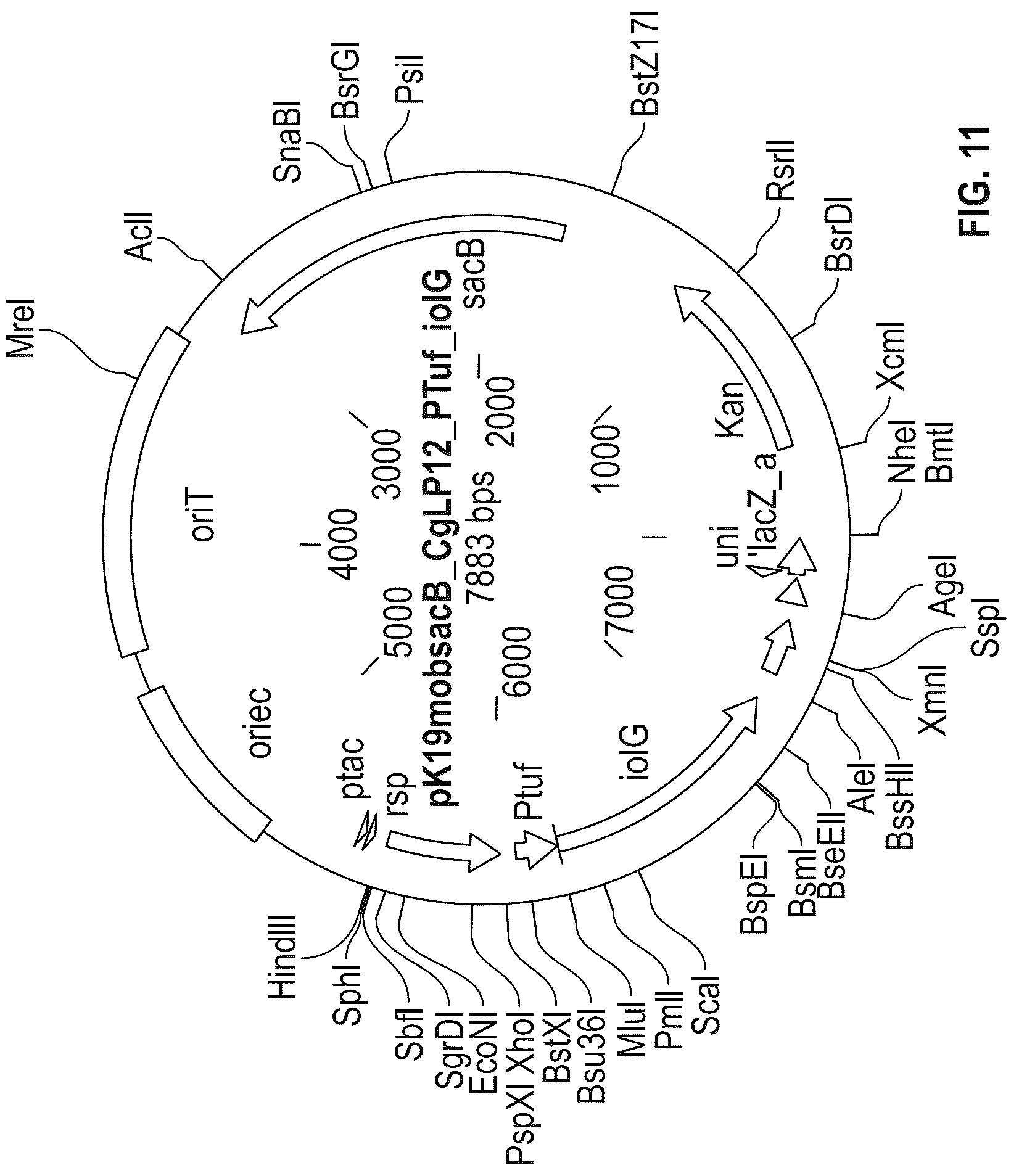 Patent US12312608 Figure 16 – D-xylose dehydrogenase from coryneform bacteria and process for preparing D-xylonate