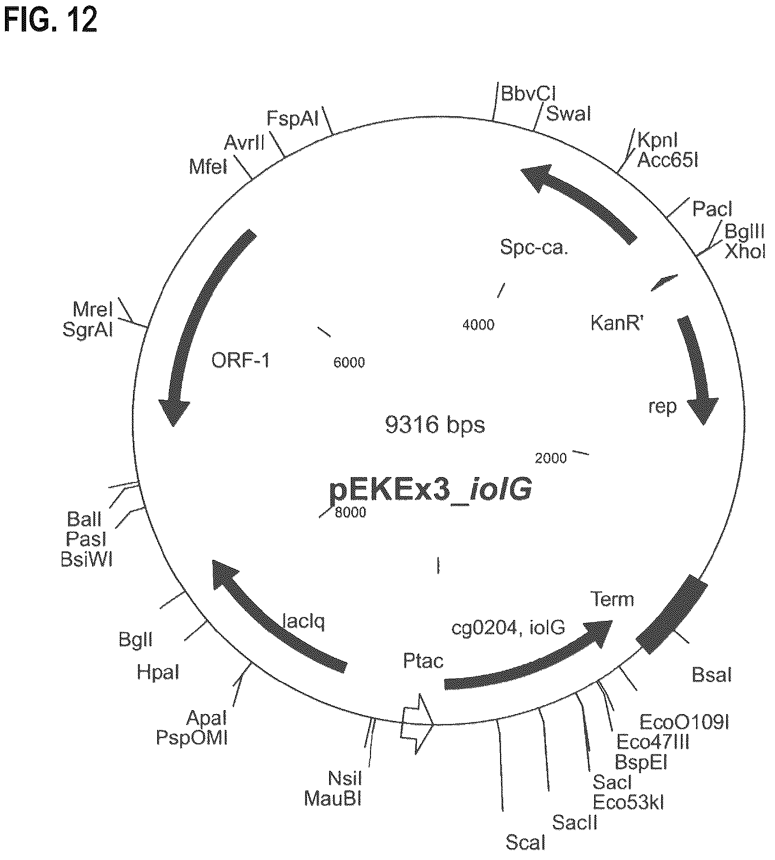 Patent US12312608 Figure 17 – D-xylose dehydrogenase from coryneform bacteria and process for preparing D-xylonate