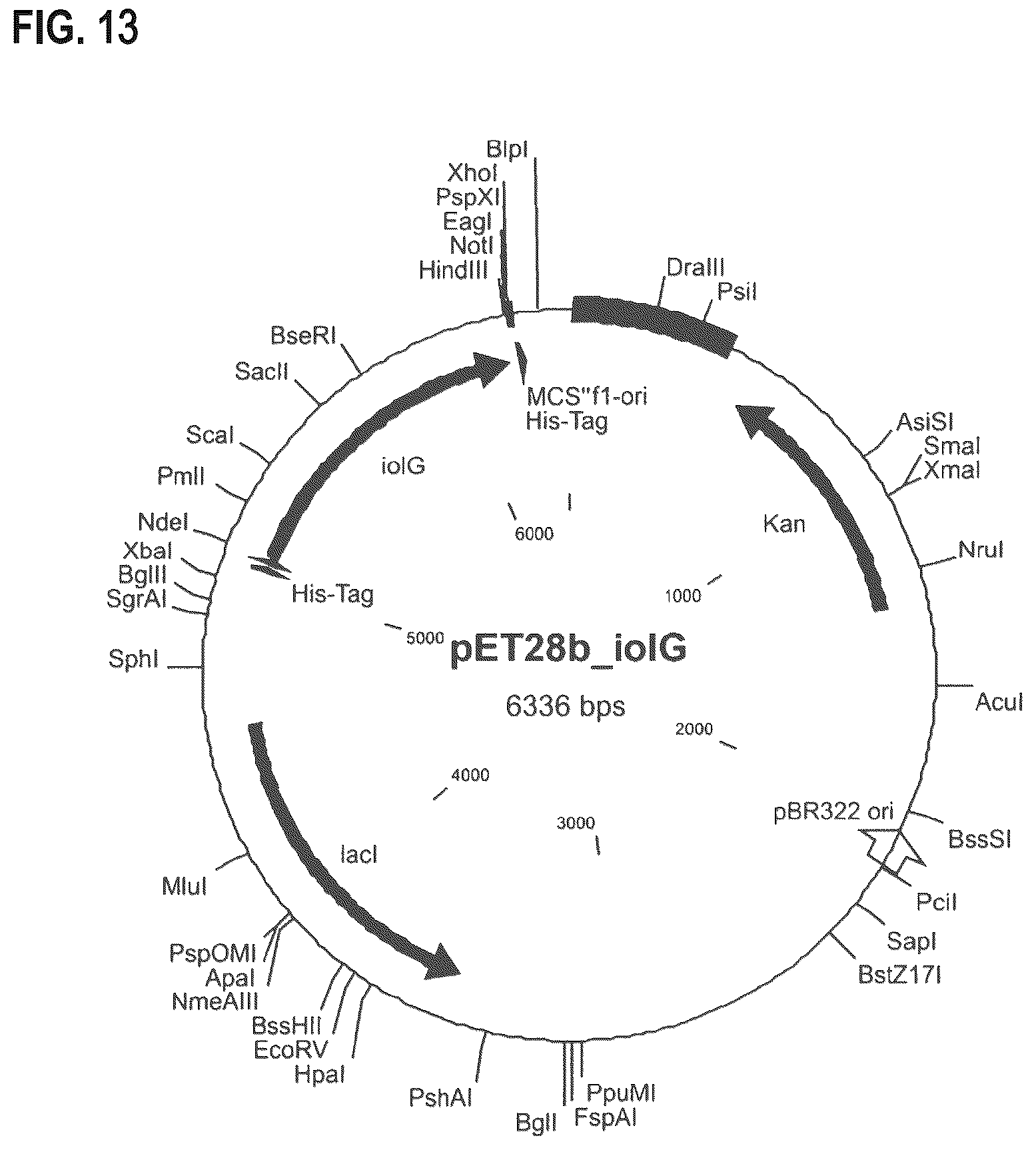 Patent US12312608 Figure 18 – D-xylose dehydrogenase from coryneform bacteria and process for preparing D-xylonate