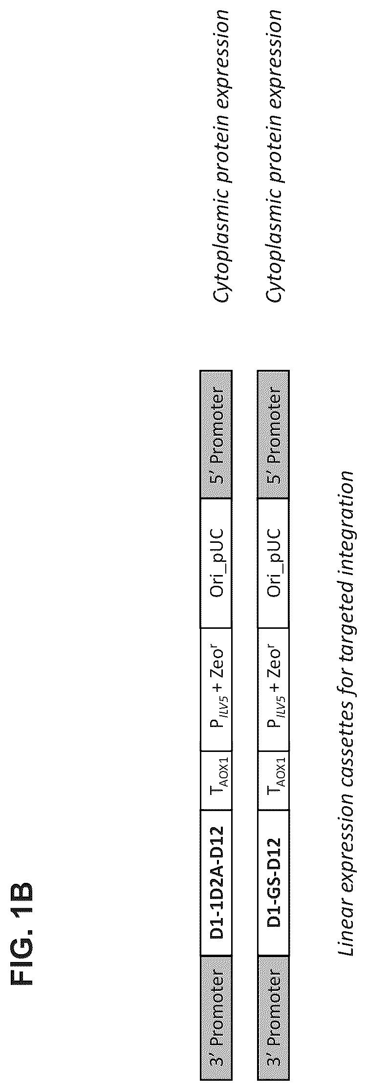 Patent US12312610 Figure 2 – Vaccinia capping enzyme compositions and methods