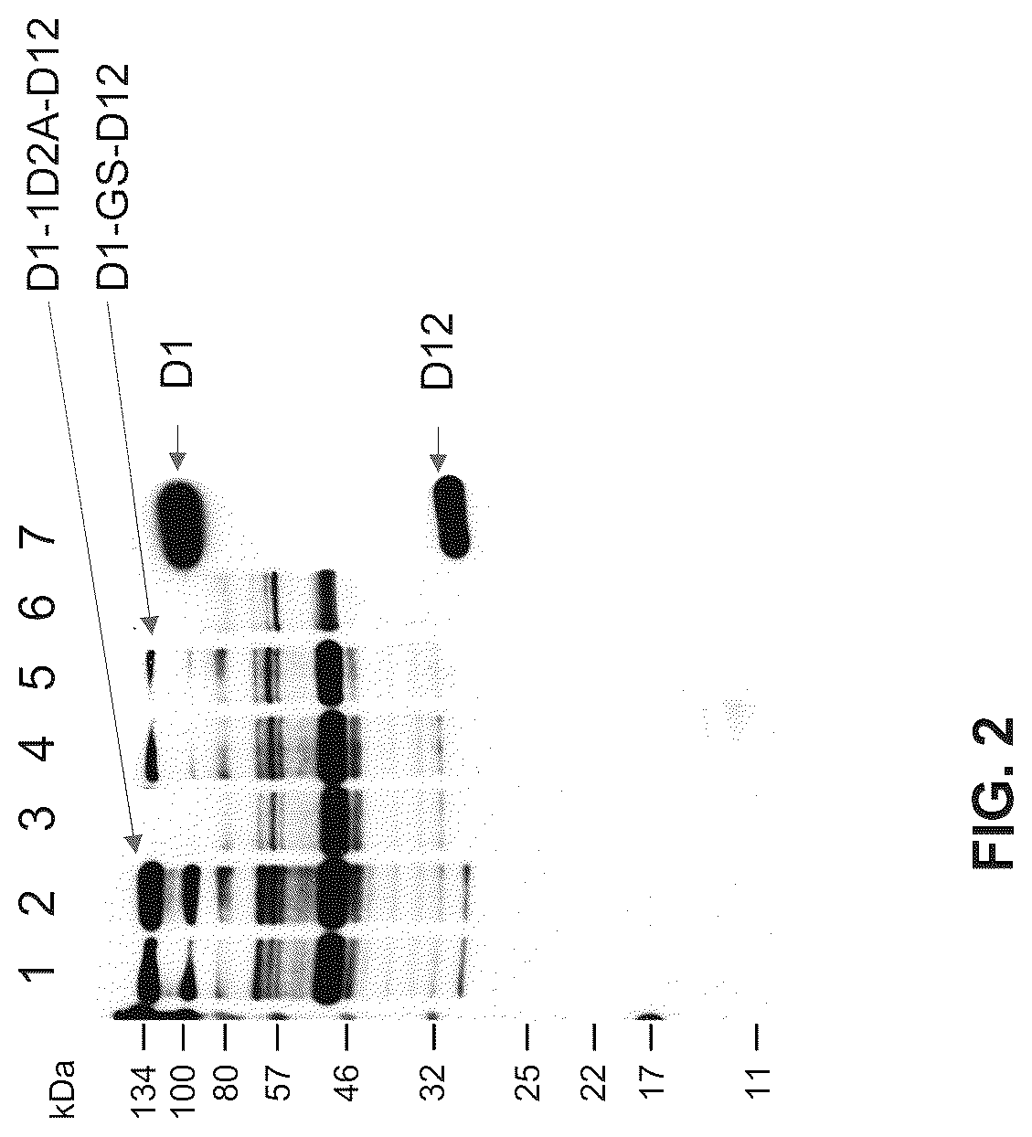 Patent US12312610 Figure 3 – Vaccinia capping enzyme compositions and methods