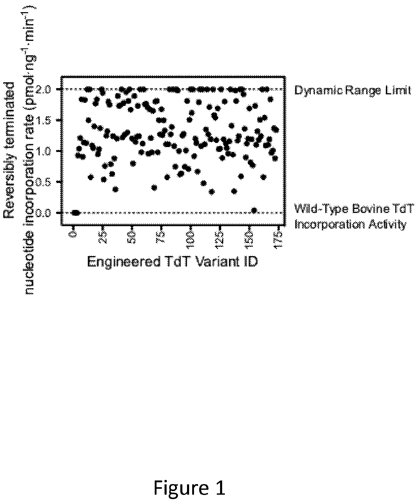 Patent US12312611 — Modified terminal deoxynucleotidyl transferase (TdT) enzymes — Figure 1