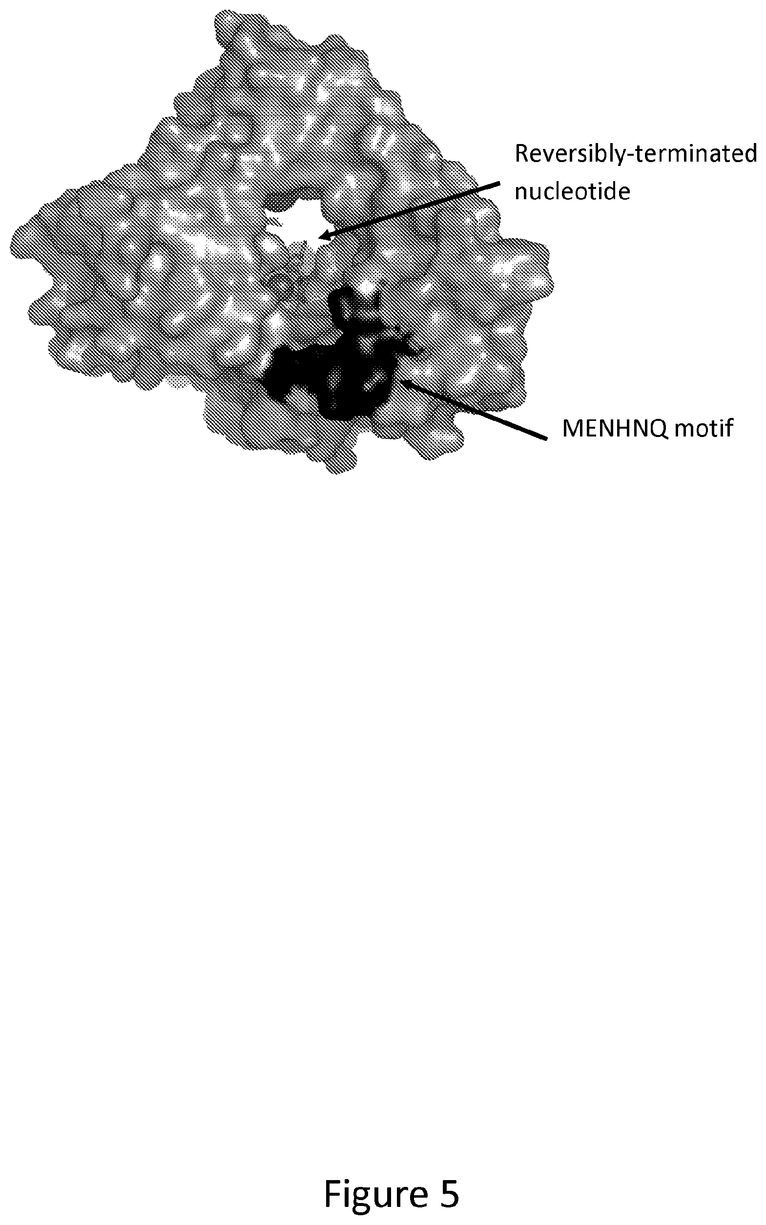 Patent US12312611 Figure 5 – Modified terminal deoxynucleotidyl transferase (TdT) enzymes