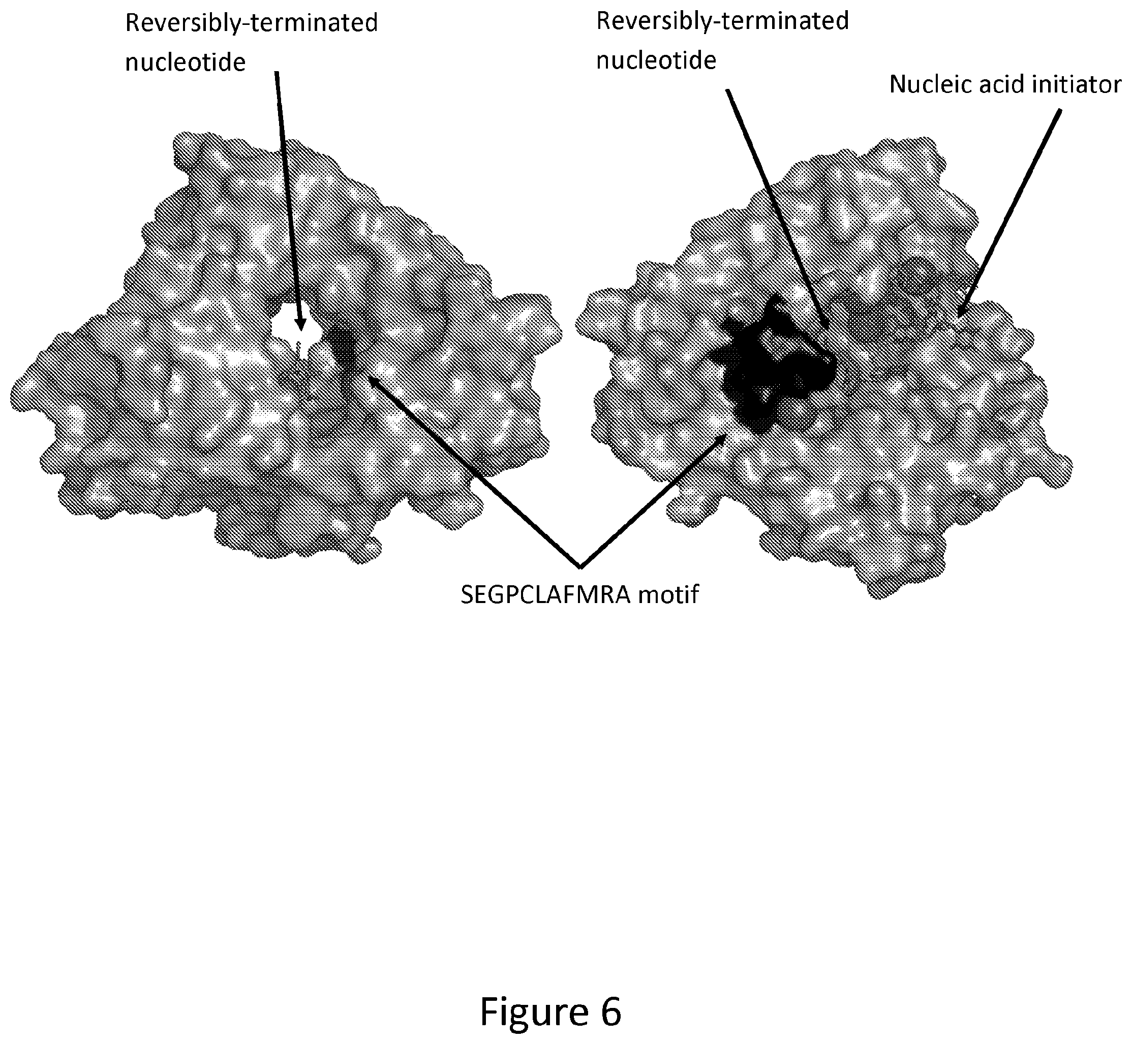 Patent US12312611 Figure 6 – Modified terminal deoxynucleotidyl transferase (TdT) enzymes