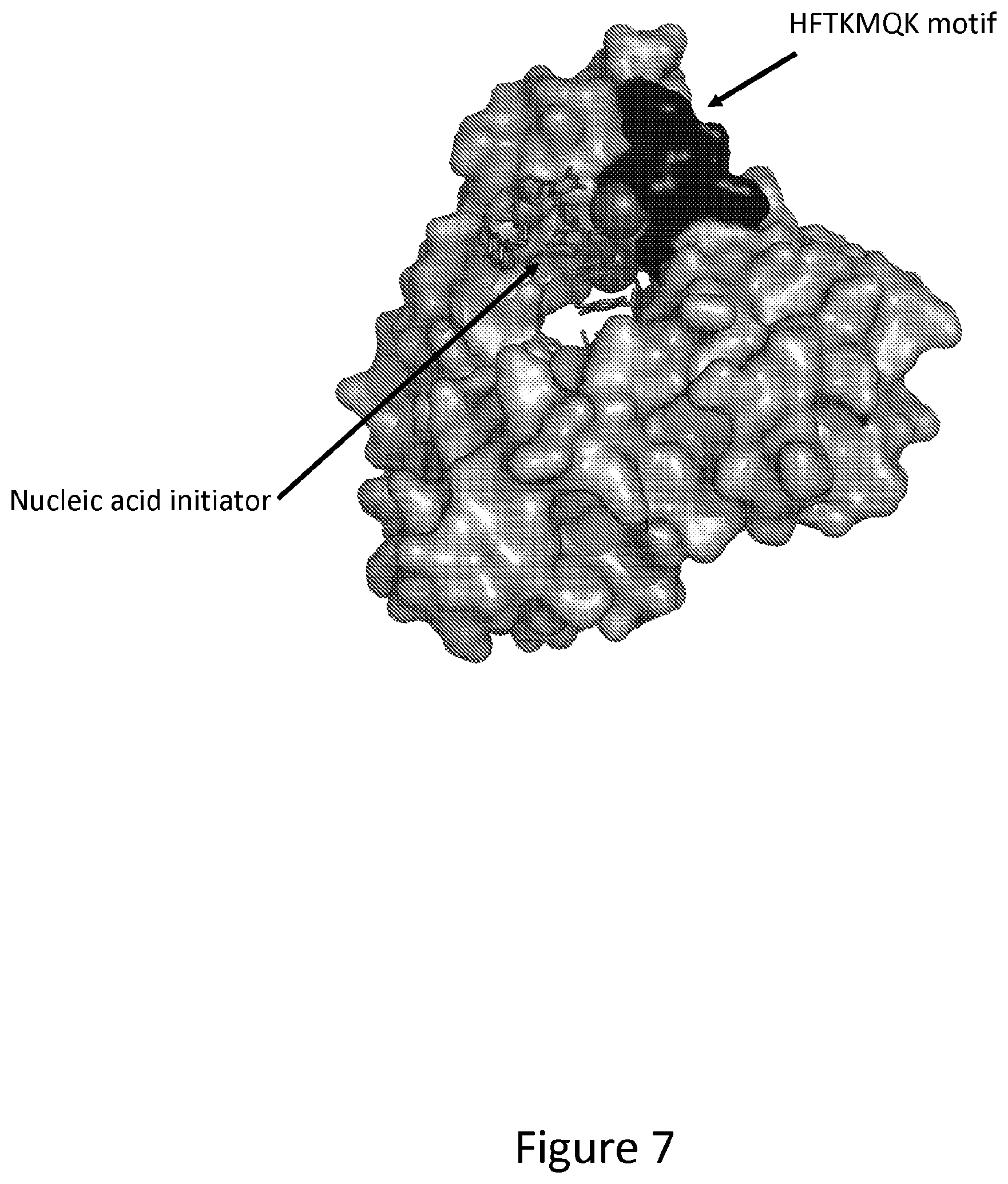 Patent US12312611 Figure 7 – Modified terminal deoxynucleotidyl transferase (TdT) enzymes