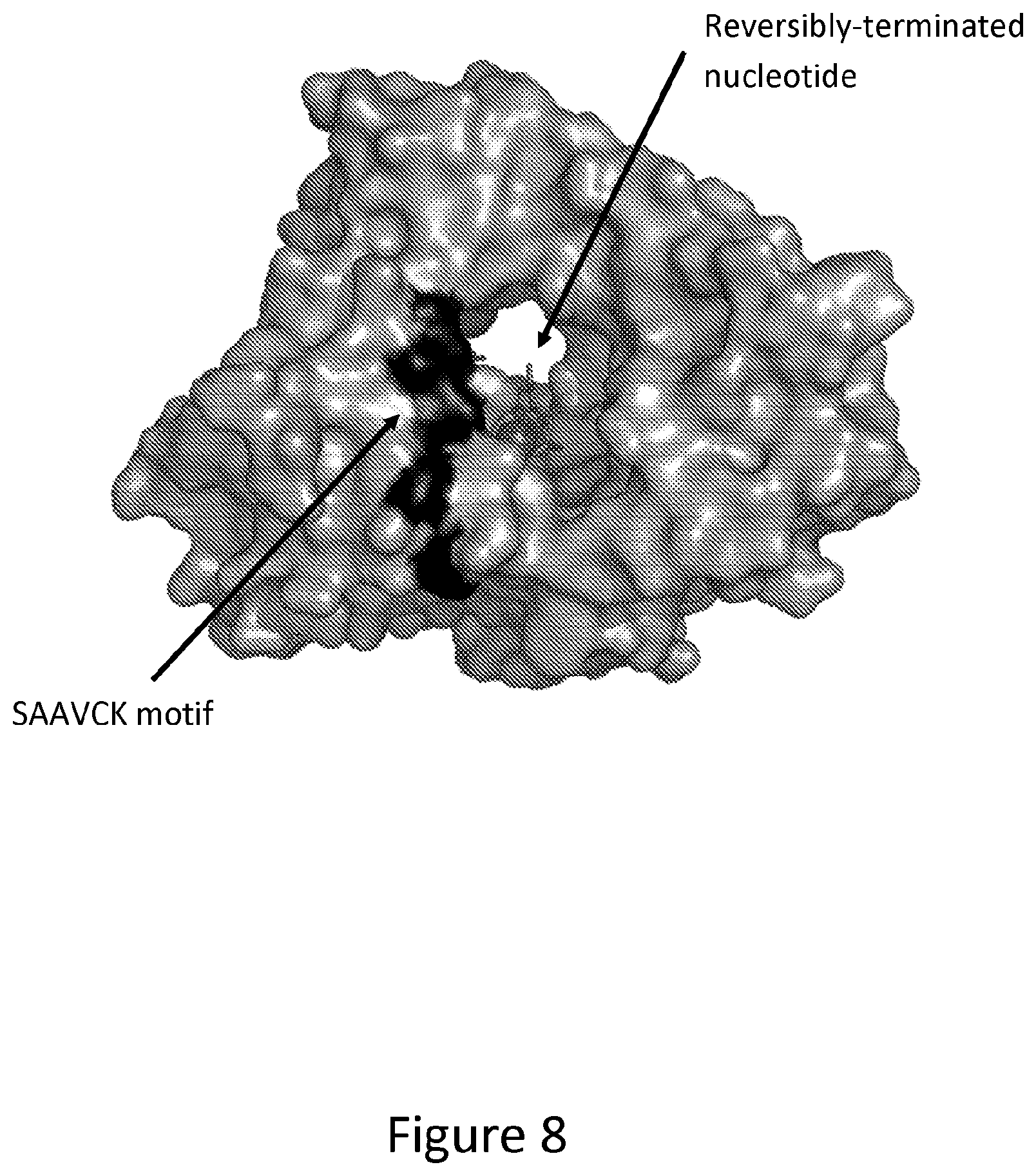 Patent US12312611 Figure 8 – Modified terminal deoxynucleotidyl transferase (TdT) enzymes