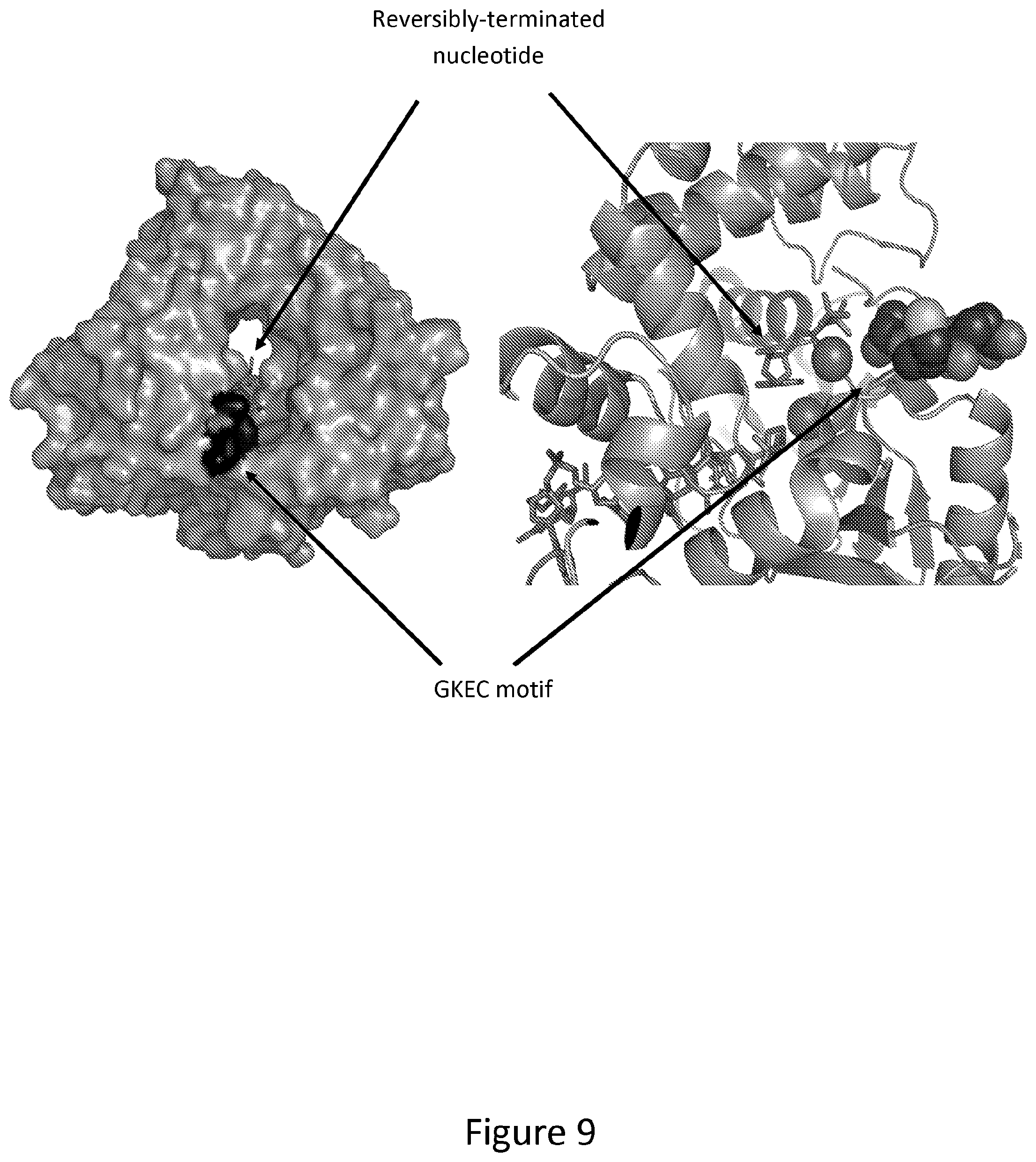 Patent US12312611 Figure 9 – Modified terminal deoxynucleotidyl transferase (TdT) enzymes