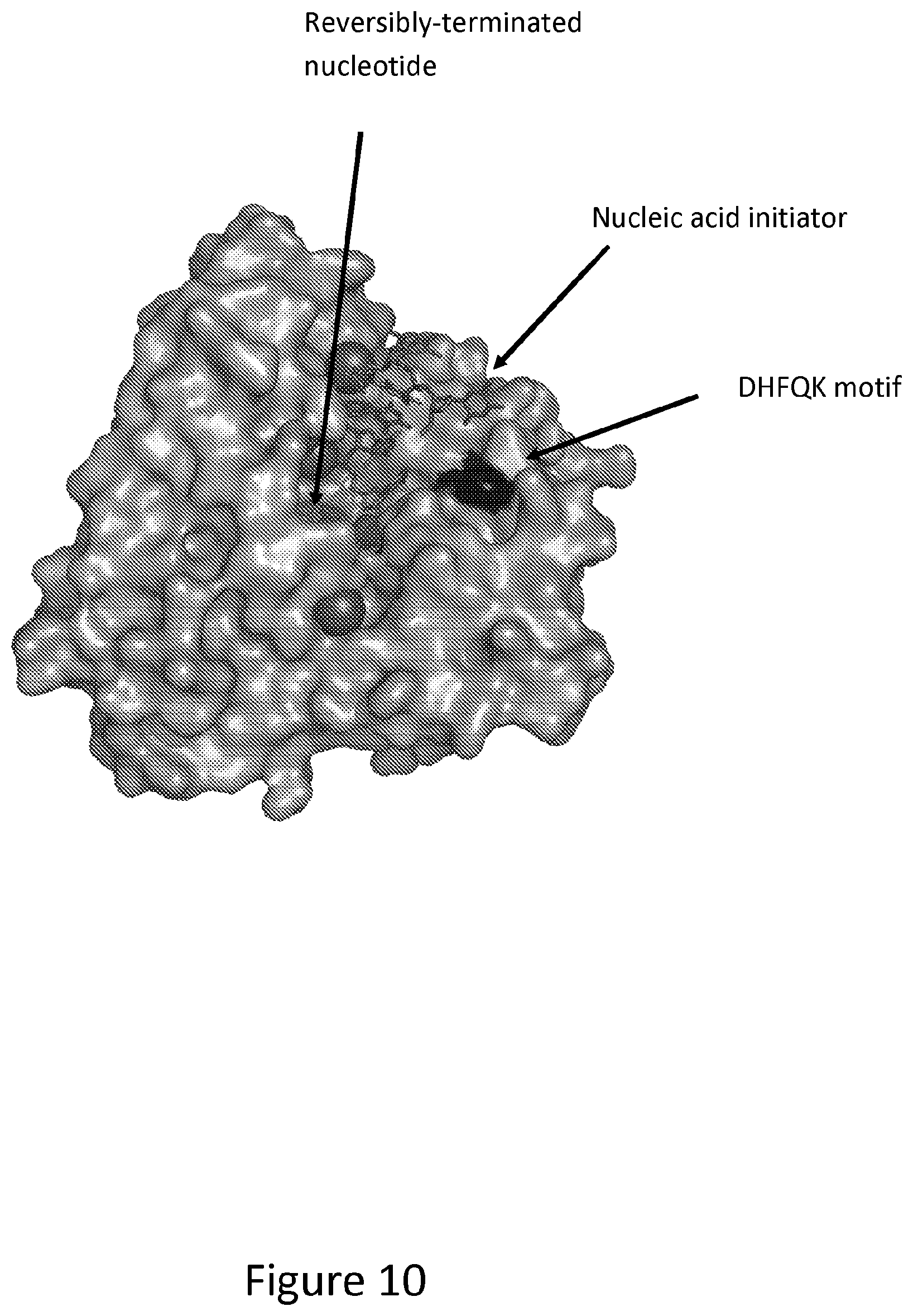 Patent US12312611 Figure 10 – Modified terminal deoxynucleotidyl transferase (TdT) enzymes