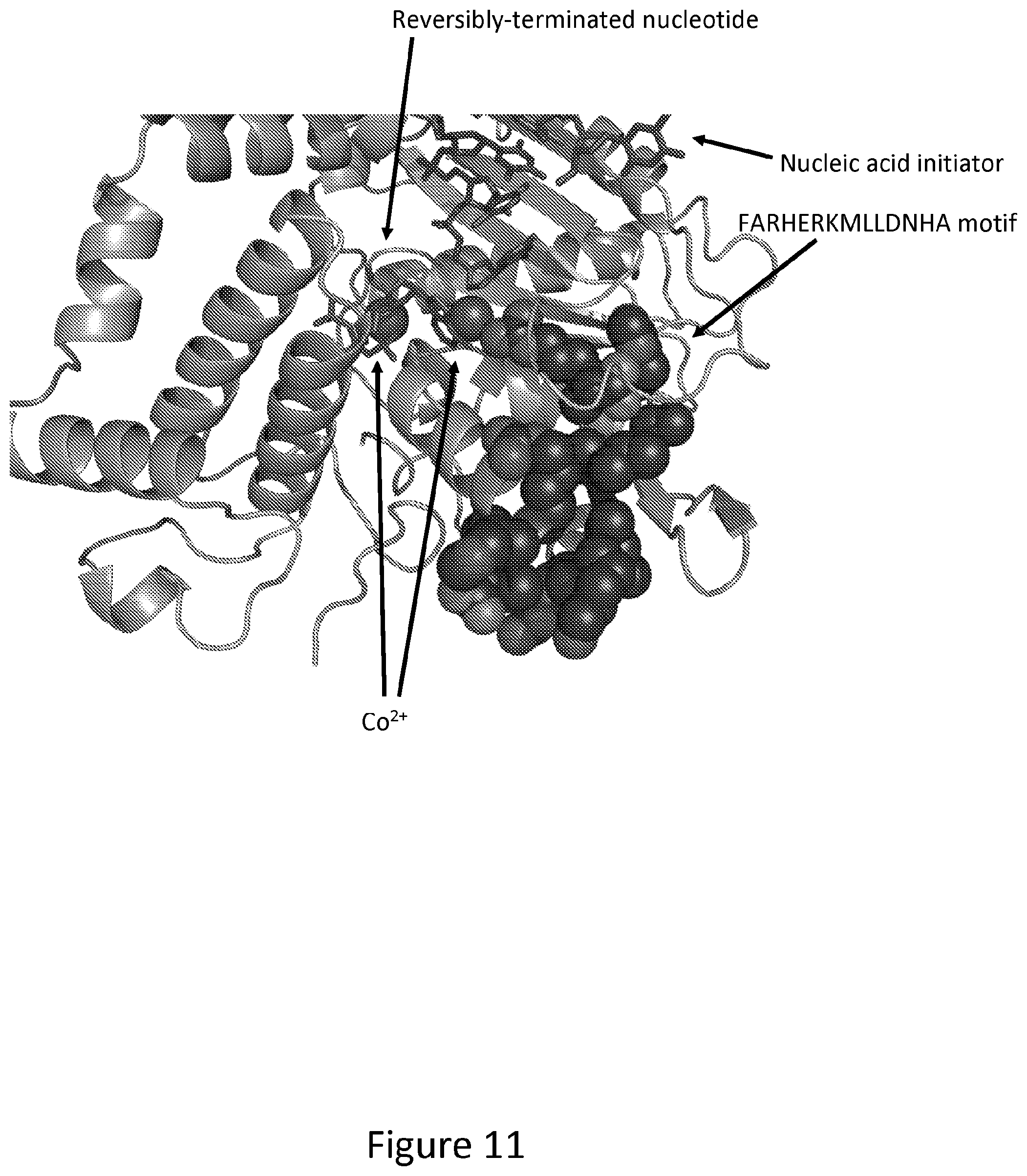 Patent US12312611 Figure 11 – Modified terminal deoxynucleotidyl transferase (TdT) enzymes