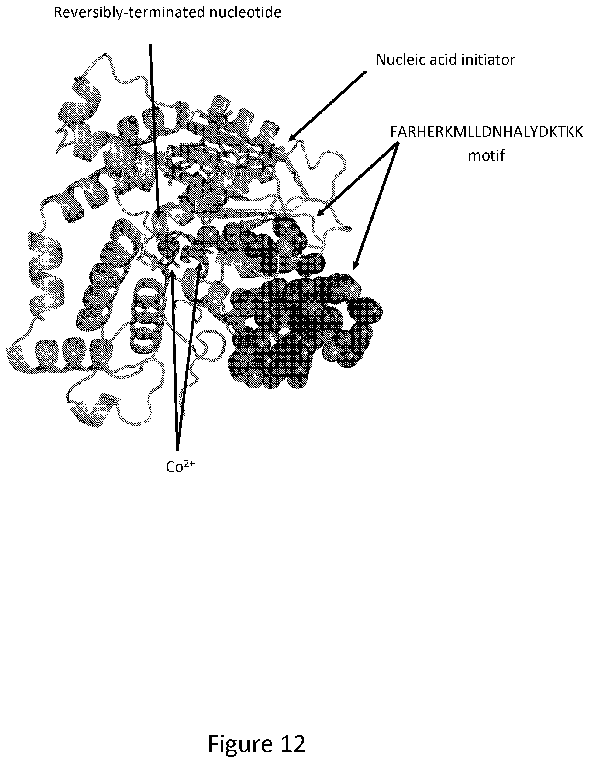 Patent US12312611 Figure 12 – Modified terminal deoxynucleotidyl transferase (TdT) enzymes