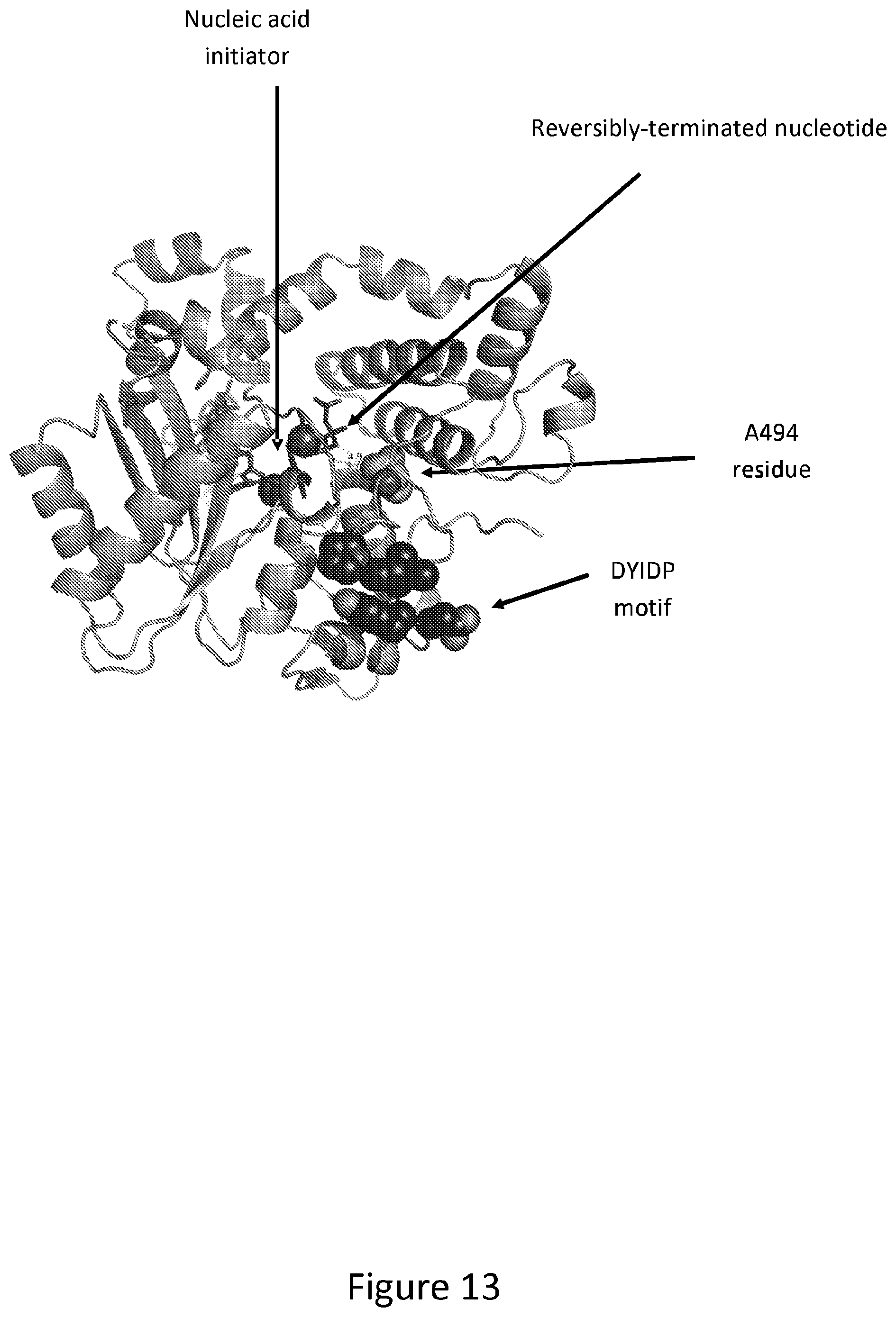 Patent US12312611 Figure 13 – Modified terminal deoxynucleotidyl transferase (TdT) enzymes