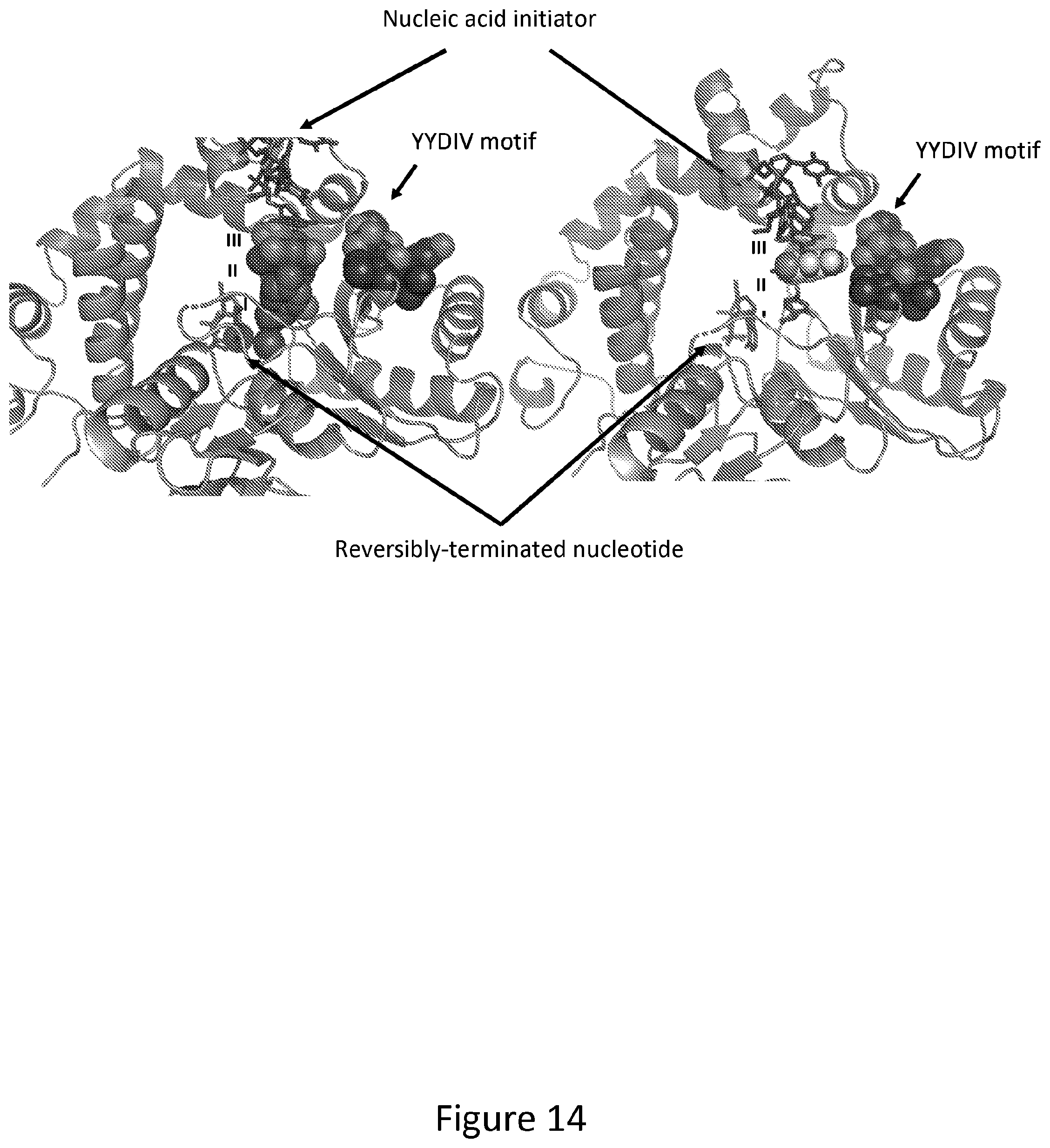 Patent US12312611 Figure 14 – Modified terminal deoxynucleotidyl transferase (TdT) enzymes