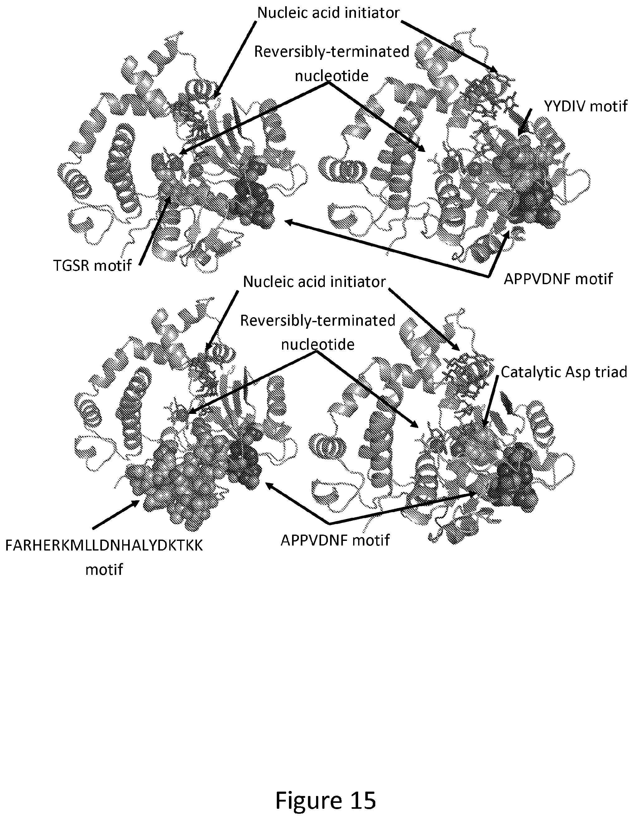 Patent US12312611 Figure 15 – Modified terminal deoxynucleotidyl transferase (TdT) enzymes