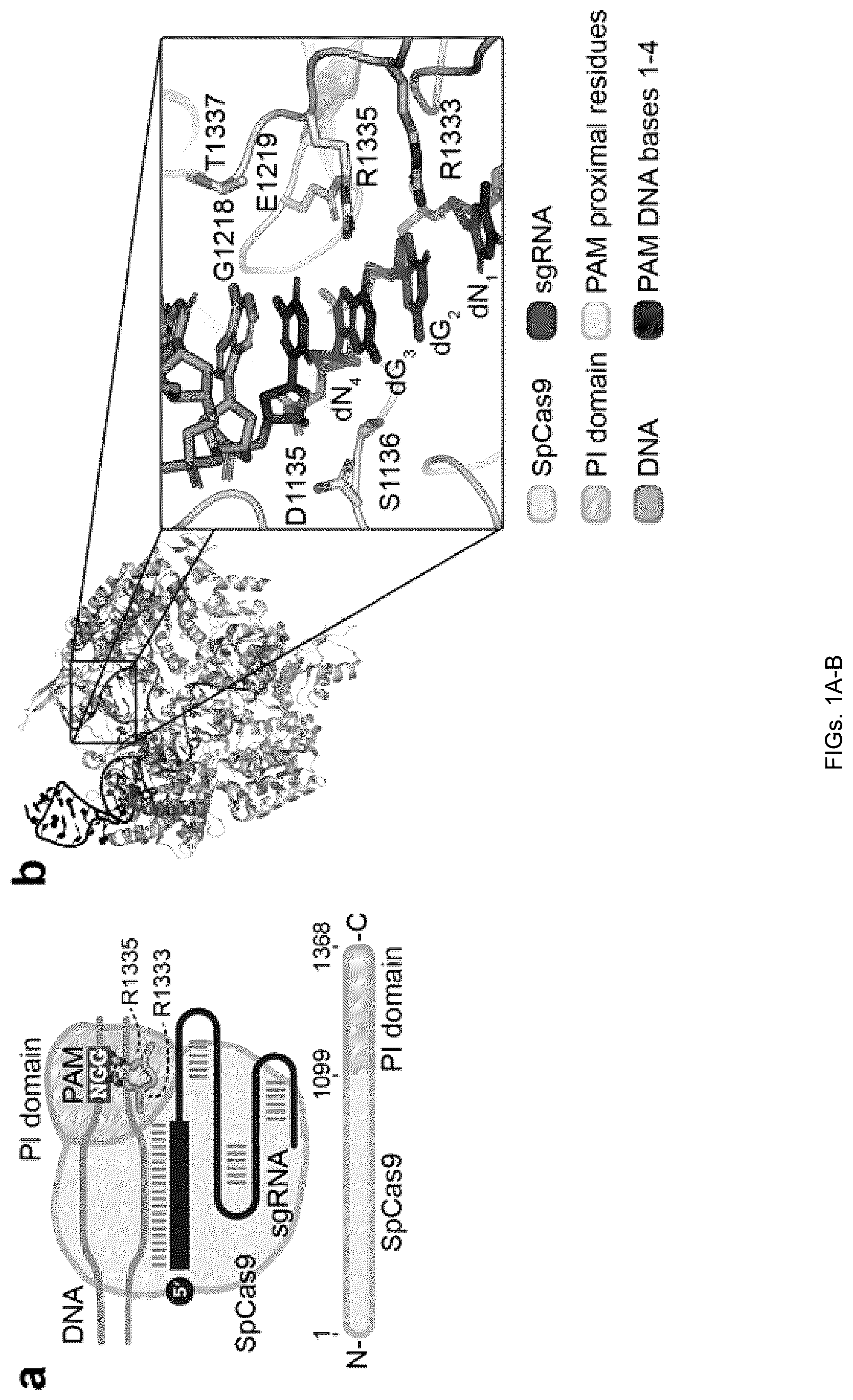 Patent US12312613 Figure 1 – Unconstrained genome targeting with near-PAMless engineered CRISPR-Cas9 variants