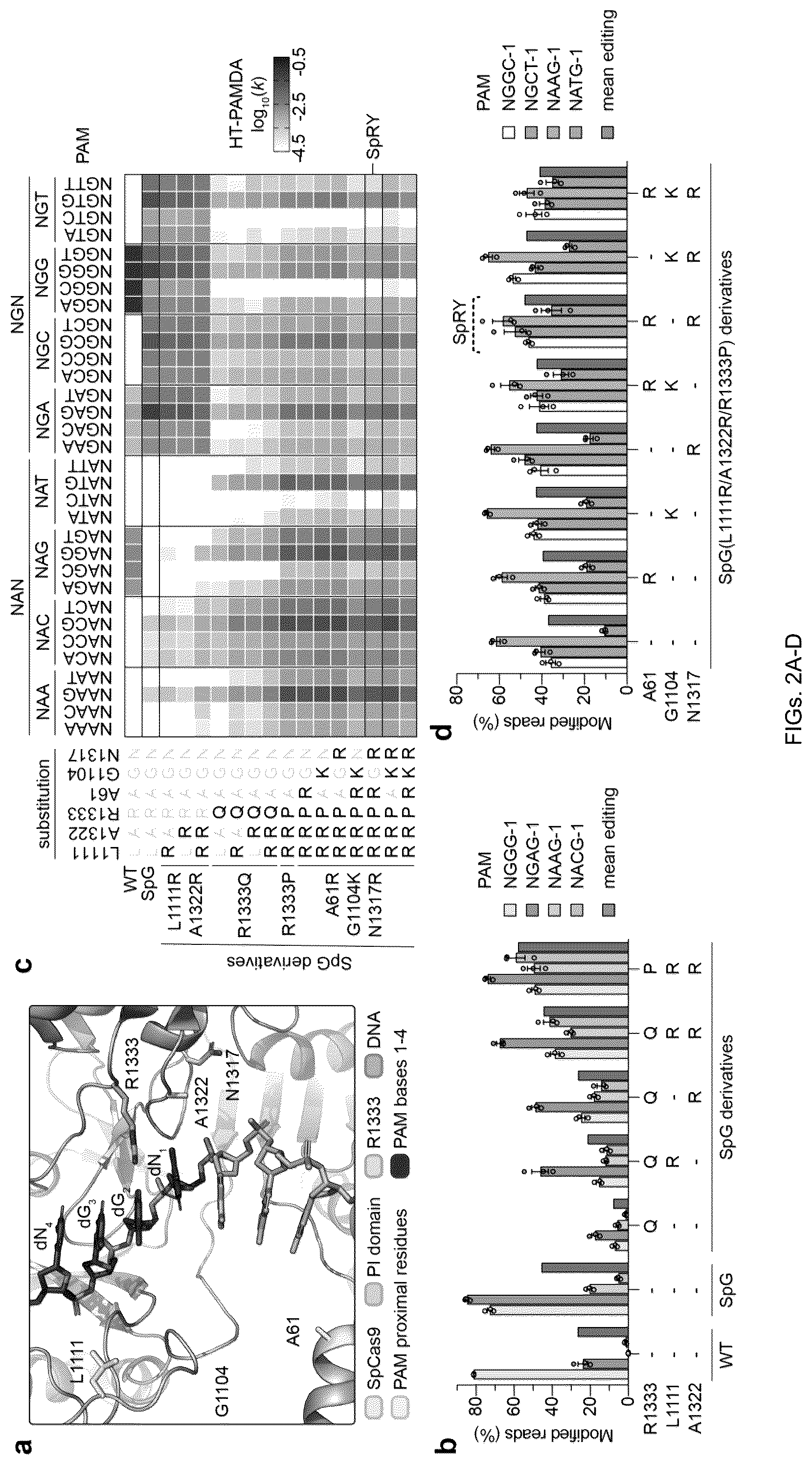 Patent US12312613 Figure 5 – Unconstrained genome targeting with near-PAMless engineered CRISPR-Cas9 variants