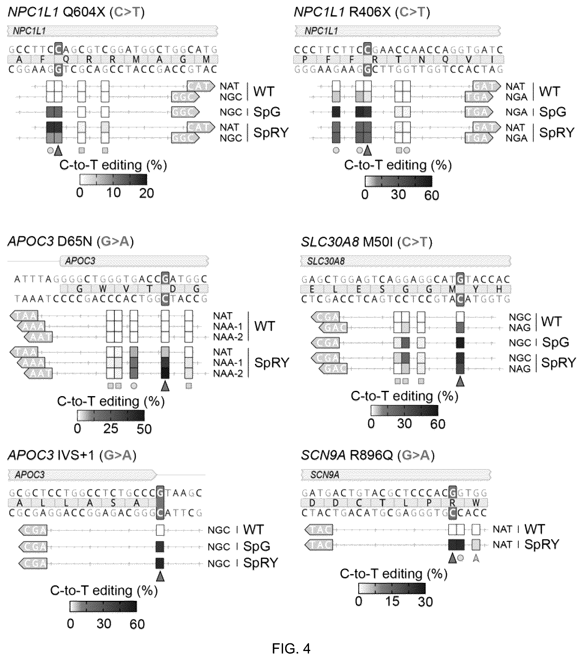 Patent US12312613 Figure 7 – Unconstrained genome targeting with near-PAMless engineered CRISPR-Cas9 variants