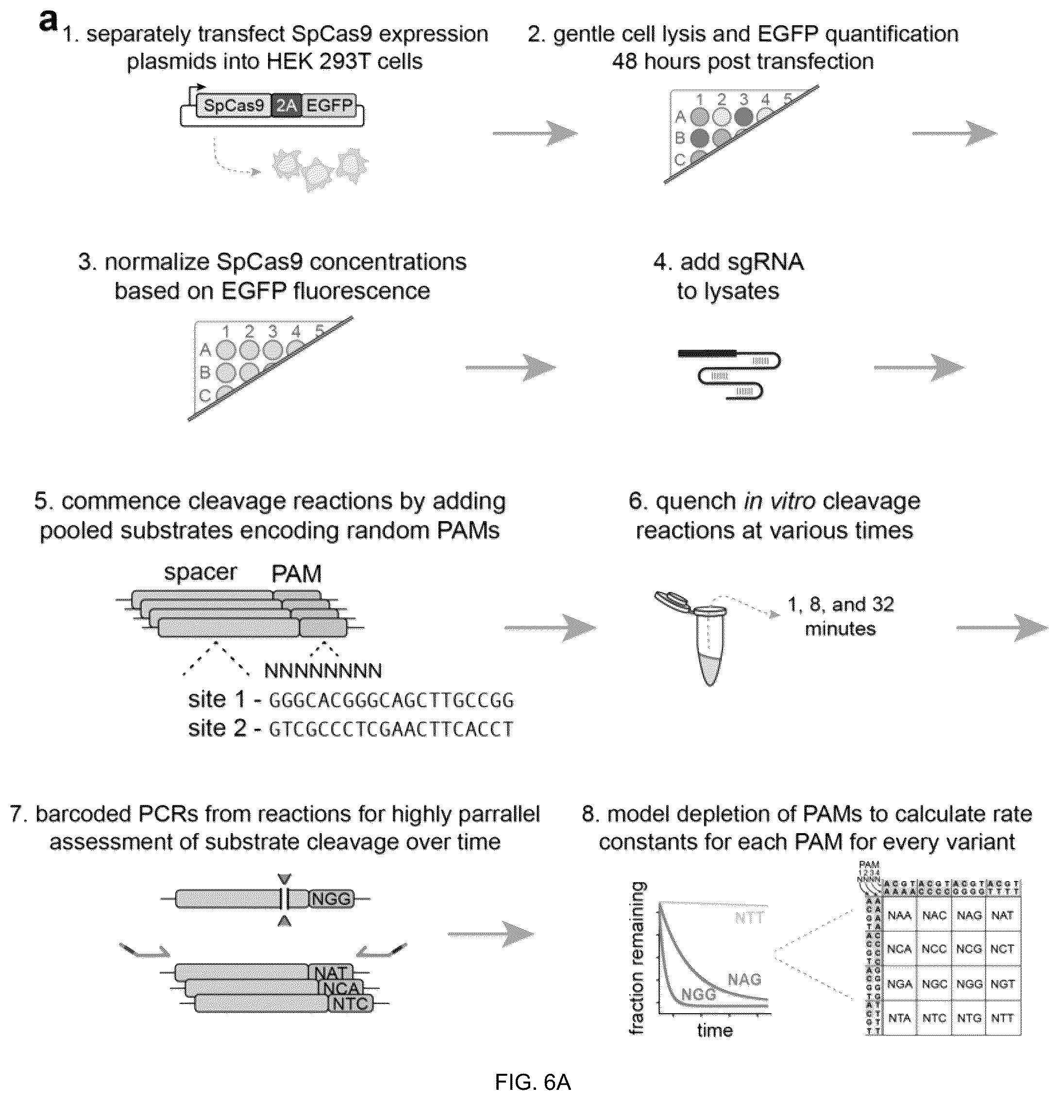 Patent US12312613 Figure 12 – Unconstrained genome targeting with near-PAMless engineered CRISPR-Cas9 variants
