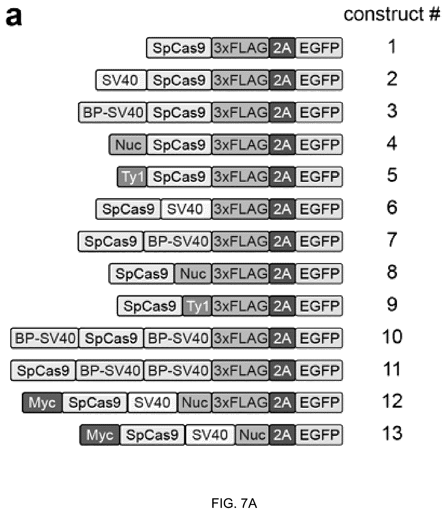 Patent US12312613 Figure 16 – Unconstrained genome targeting with near-PAMless engineered CRISPR-Cas9 variants