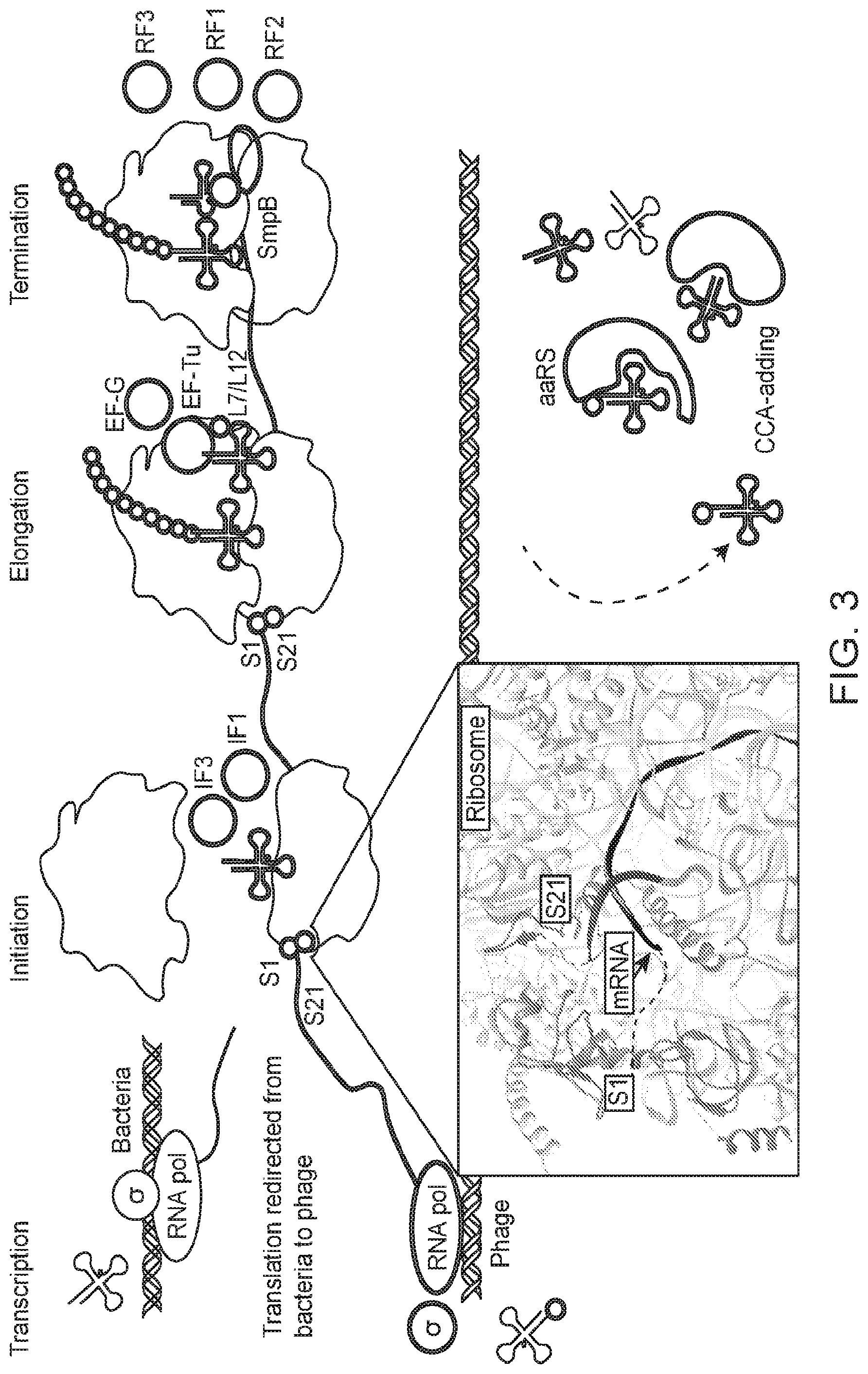 Patent US12312614 Figure 4 – CRISPR-Cas effector polypeptides and methods of use thereof