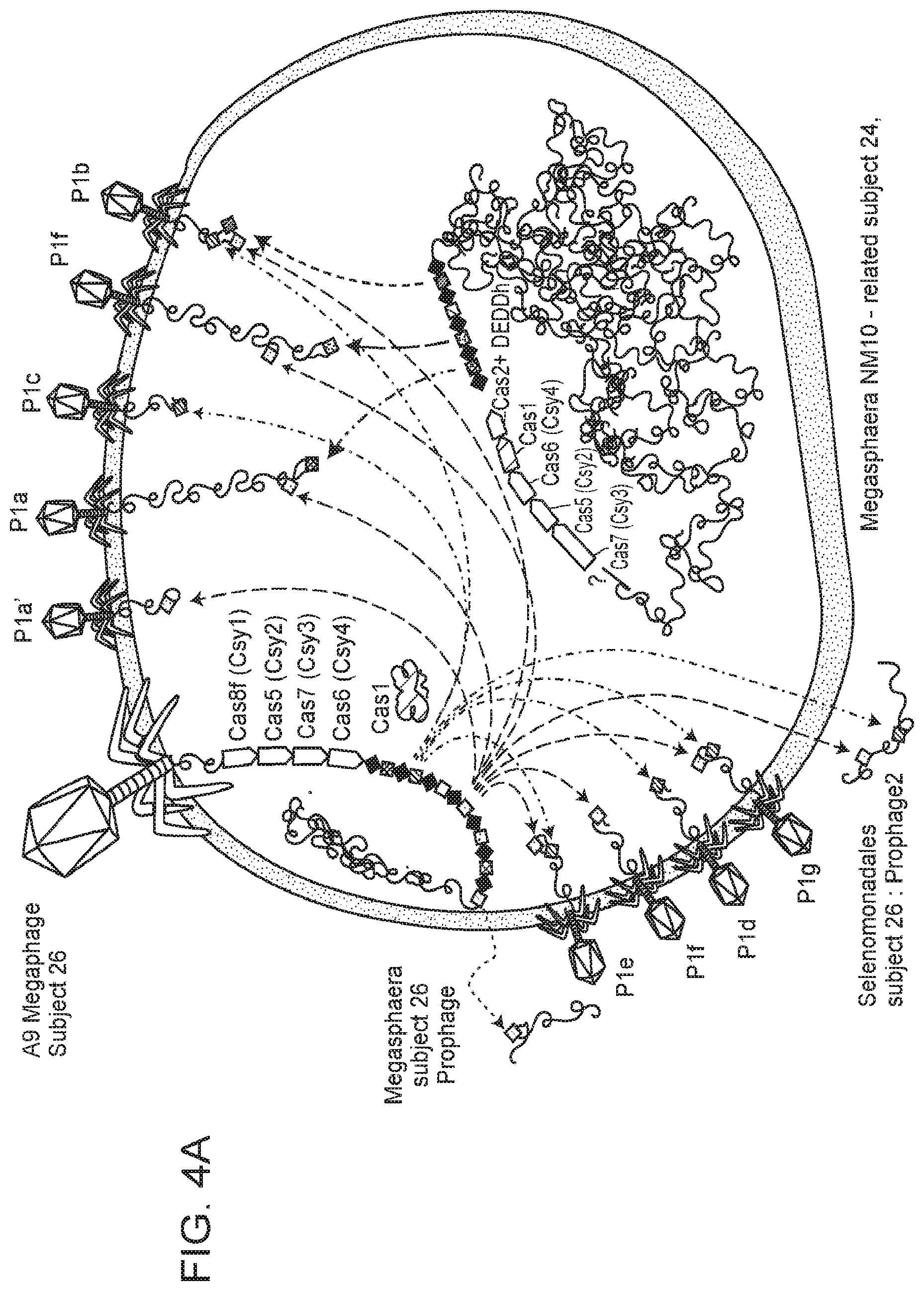 Patent US12312614 Figure 5 – CRISPR-Cas effector polypeptides and methods of use thereof