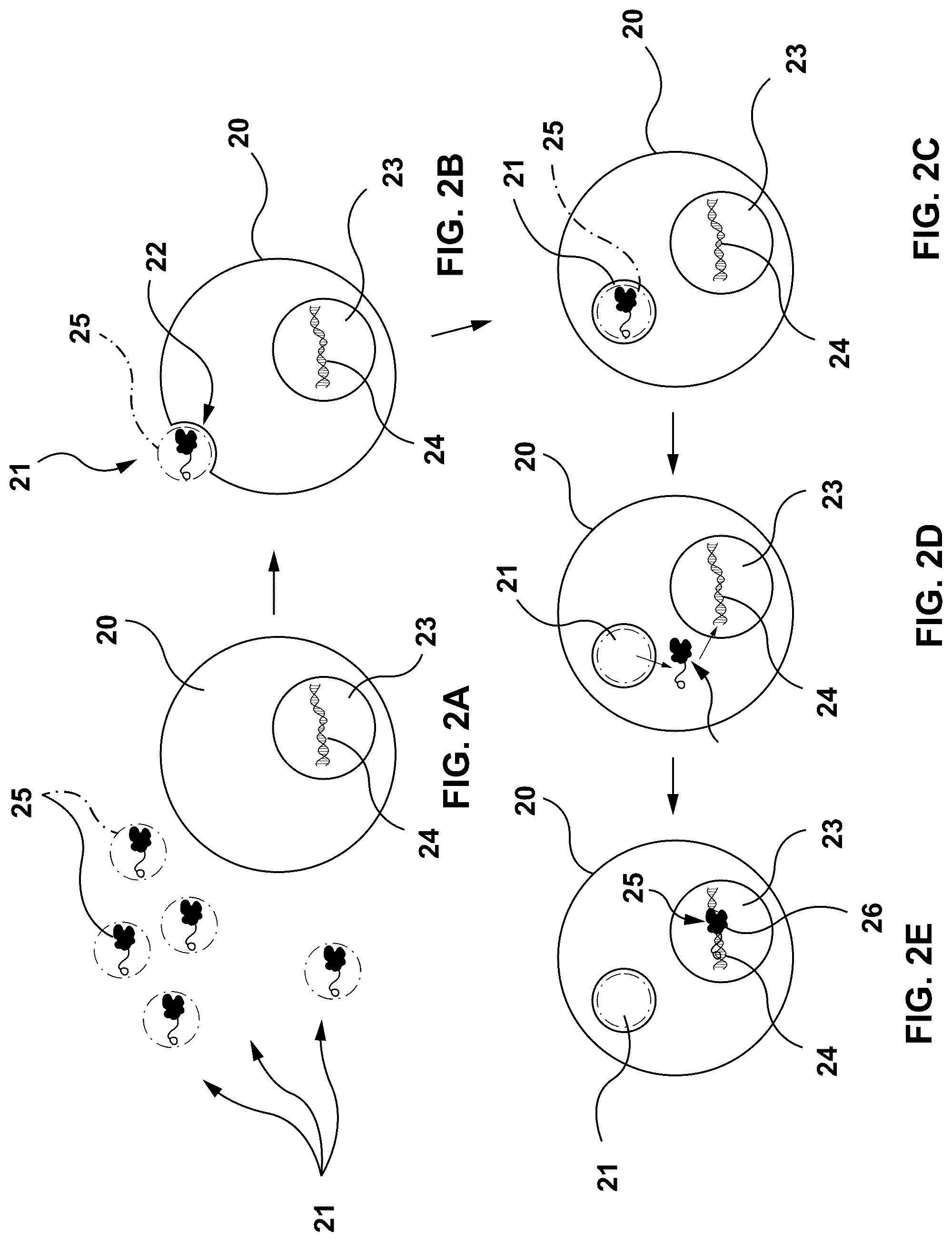 Patent US12312615 Figure 2 – Lipid-encapsulated dual-cleaving endonuclease for DNA and gene editing