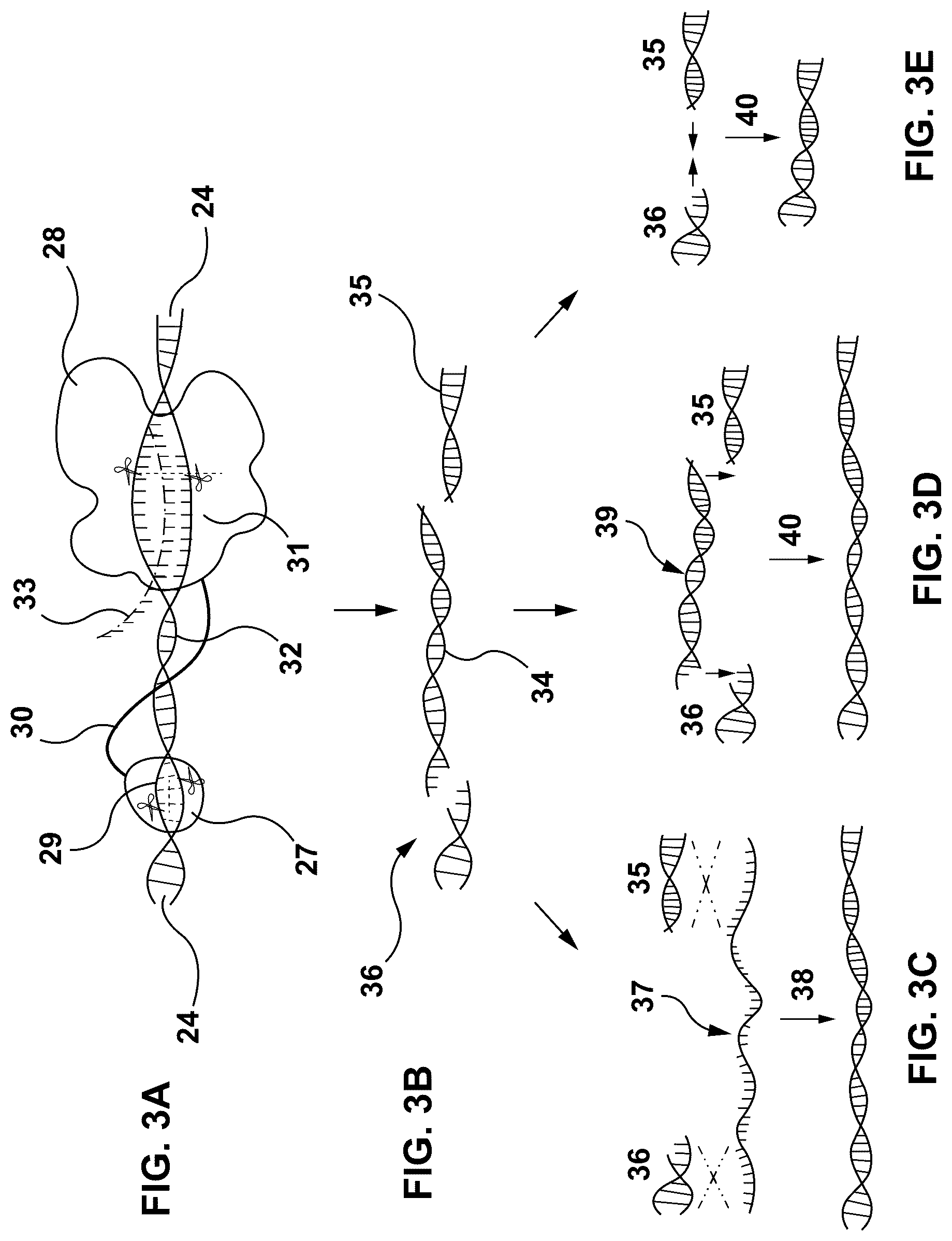 Patent US12312615 Figure 3 – Lipid-encapsulated dual-cleaving endonuclease for DNA and gene editing