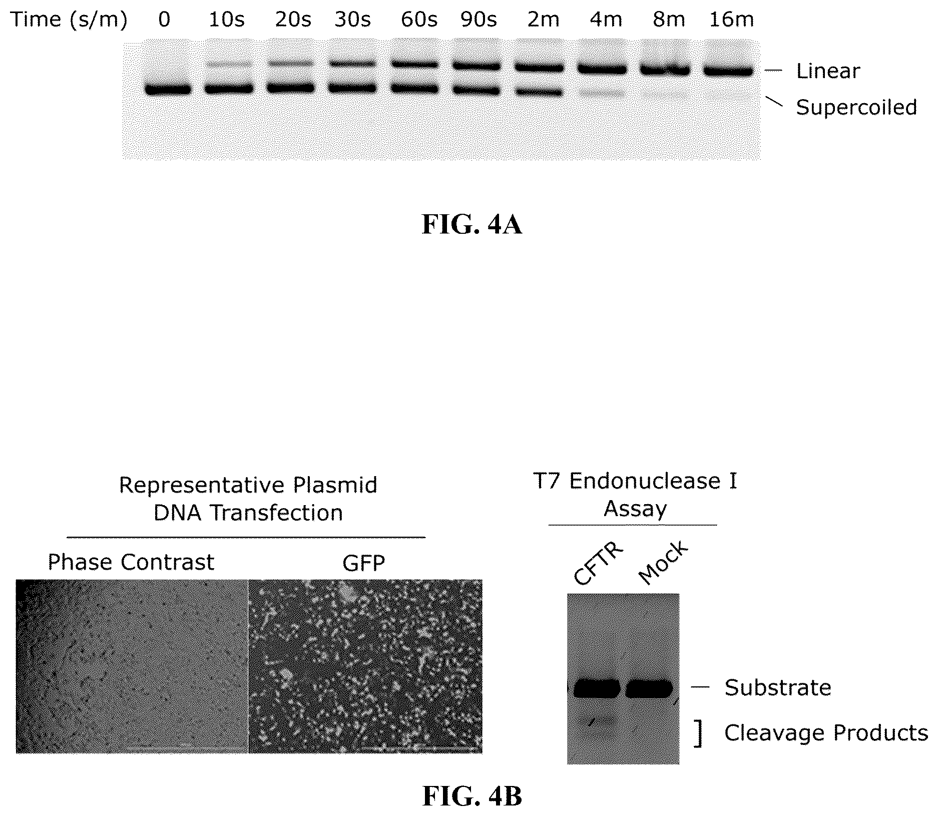 Patent US12312615 Figure 4 – Lipid-encapsulated dual-cleaving endonuclease for DNA and gene editing