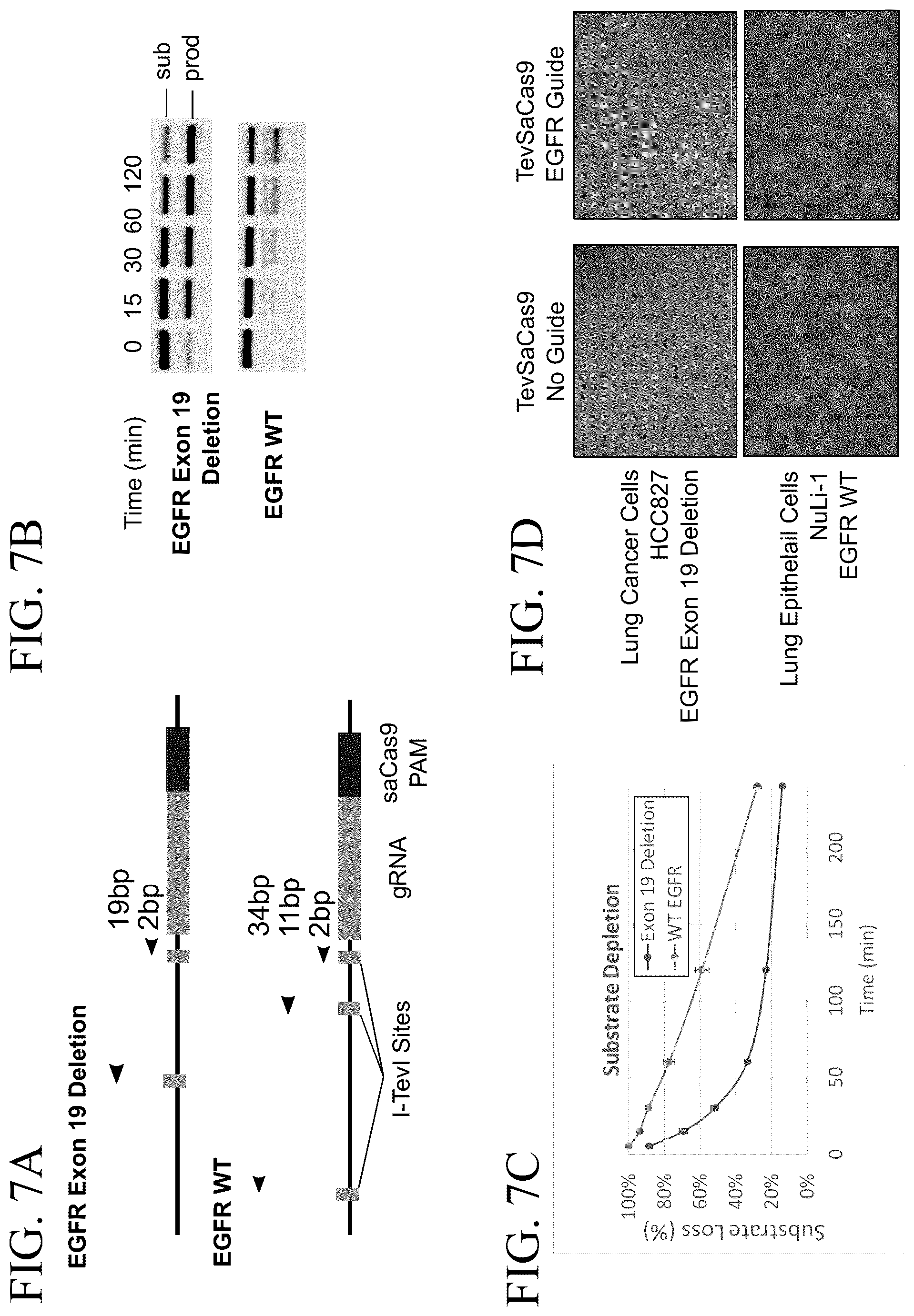Patent US12312615 Figure 7 – Lipid-encapsulated dual-cleaving endonuclease for DNA and gene editing
