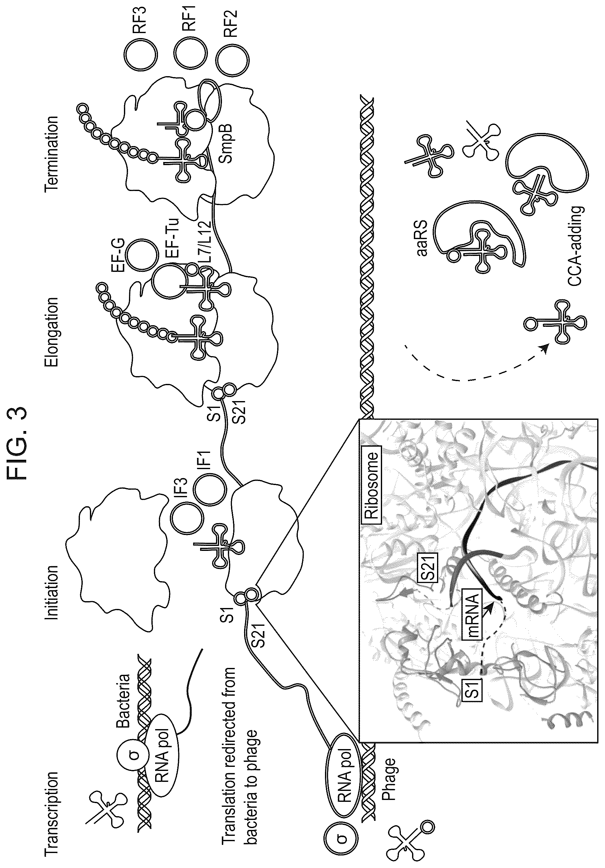 Patent US12312616 Figure 4 – CRISPR-Cas effector polypeptides and methods of use thereof