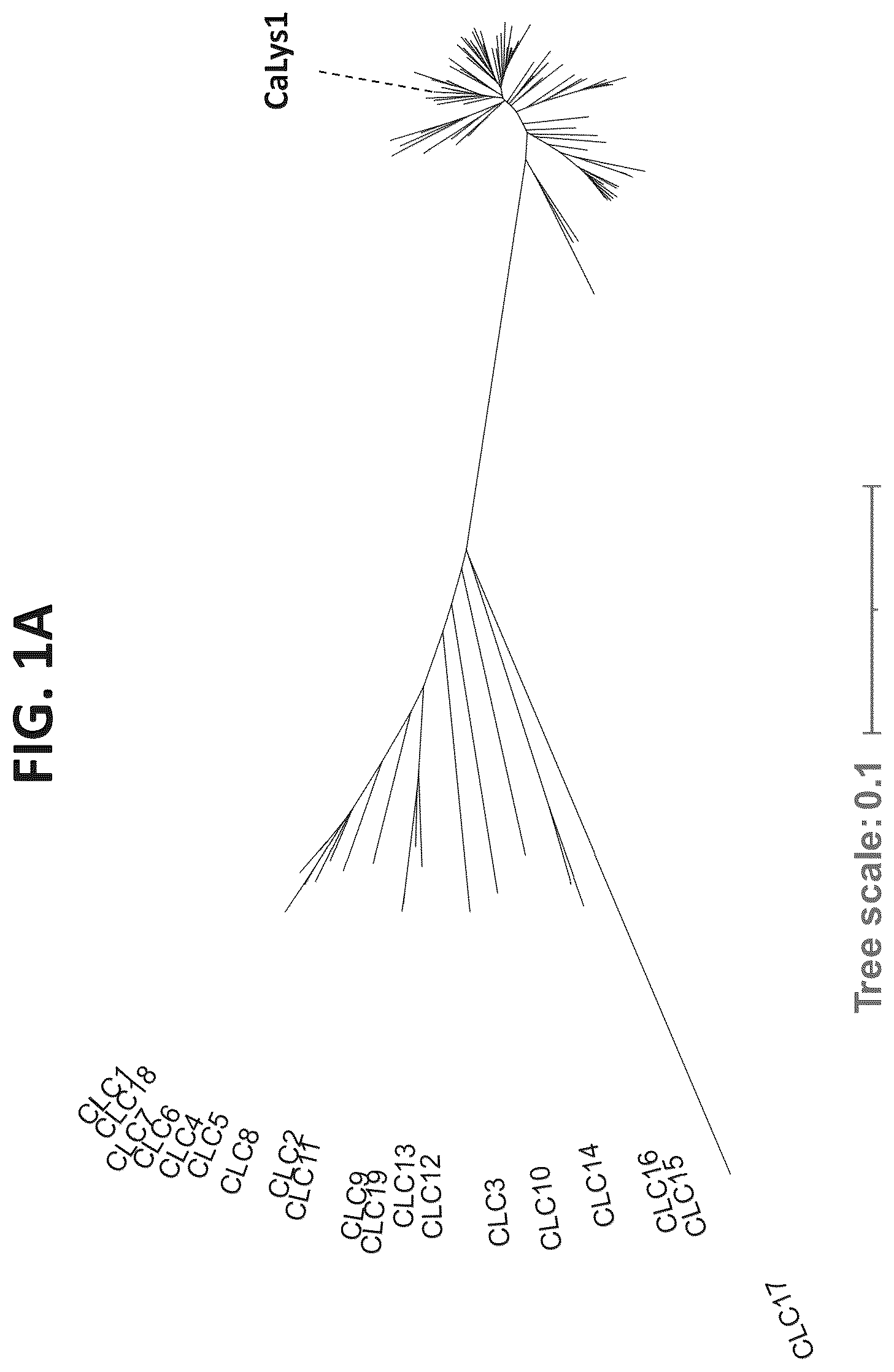 Patent US12312617 Figure 1 – Cell wall hydrolases targeting c. acnes