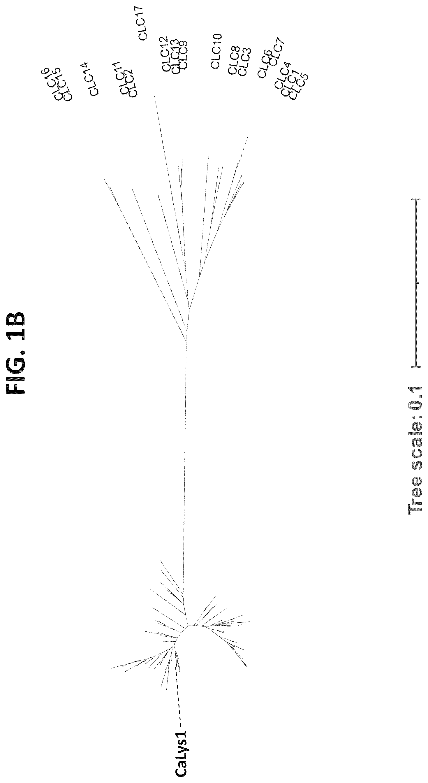 Patent US12312617 Figure 2 – Cell wall hydrolases targeting c. acnes