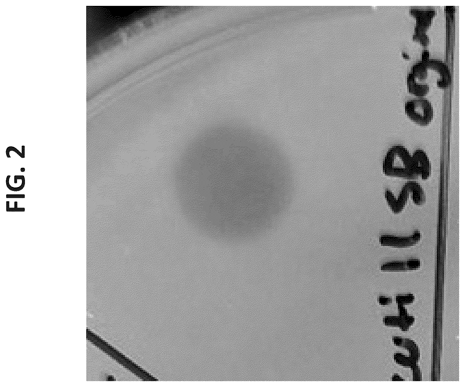 Patent US12312617 Figure 3 – Cell wall hydrolases targeting c. acnes