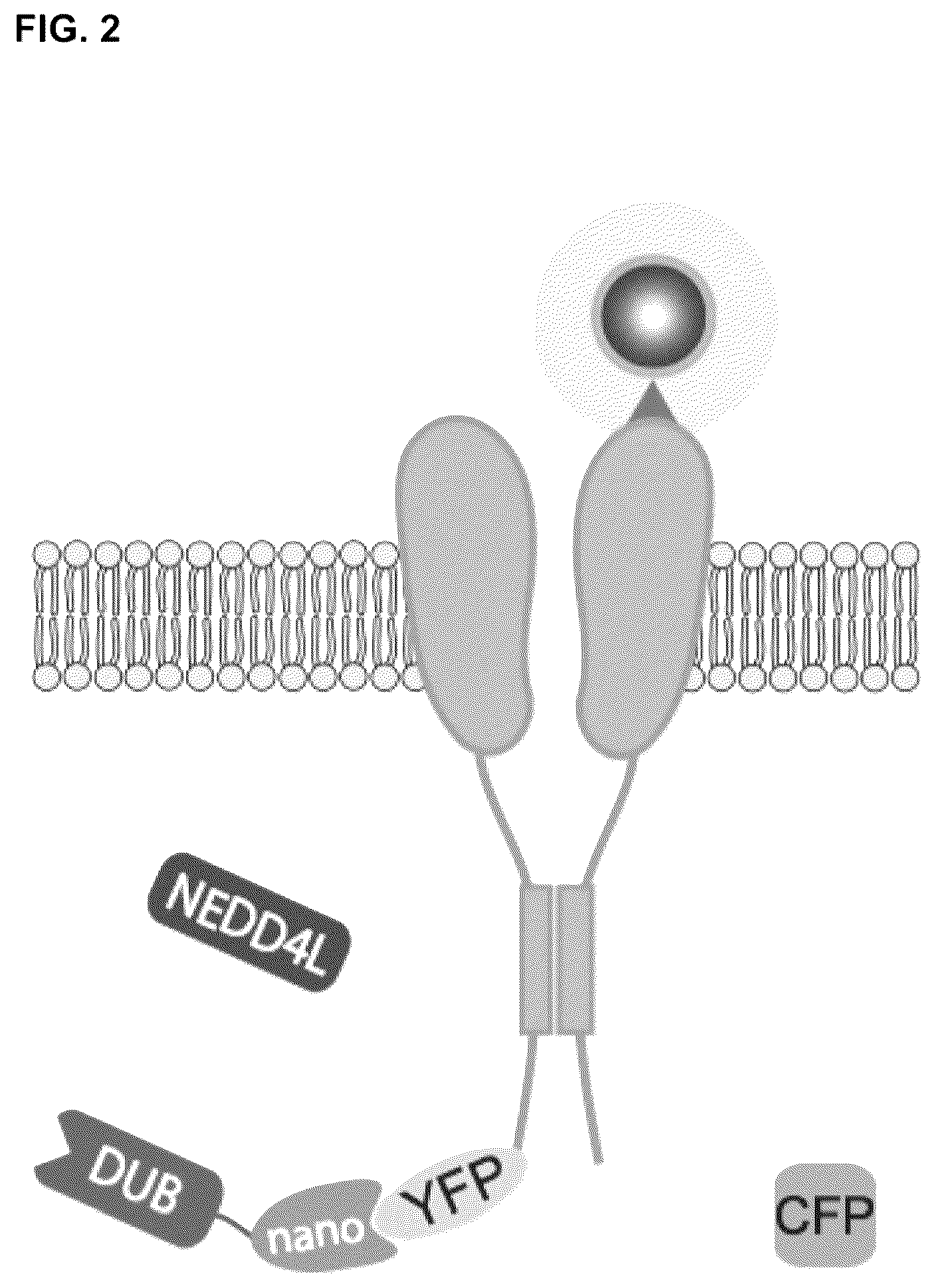 Patent US12312618 Figure 2 – Compositions and methods for using engineered deubiquitinases for probing ubiquitin-dependent cellular processes