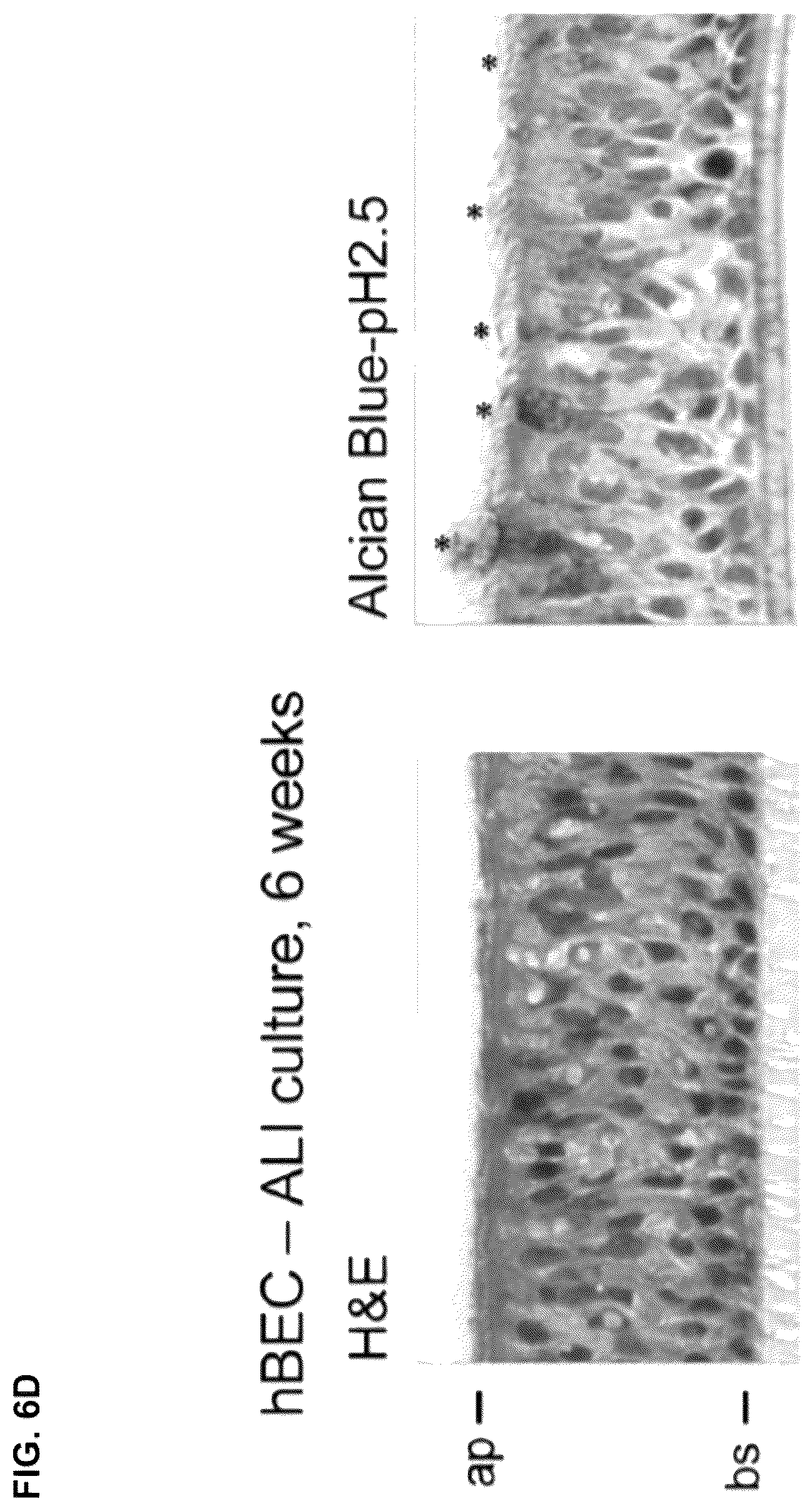 Patent US12312618 Figure 20 – Compositions and methods for using engineered deubiquitinases for probing ubiquitin-dependent cellular processes