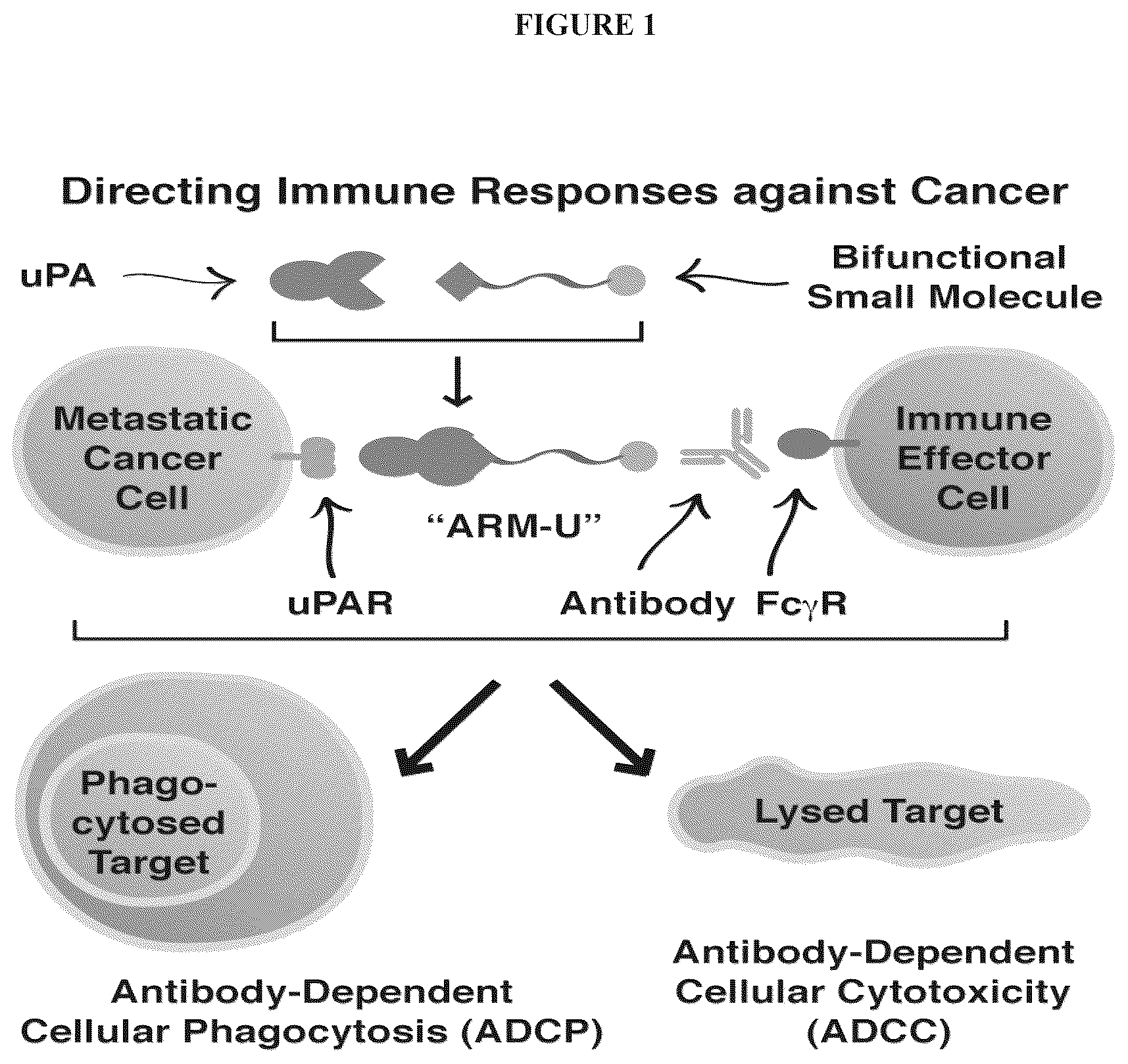 Patent US12312621 Figure 1 – Reprogramming urokinase into an antibody-recruiting anticancer agent