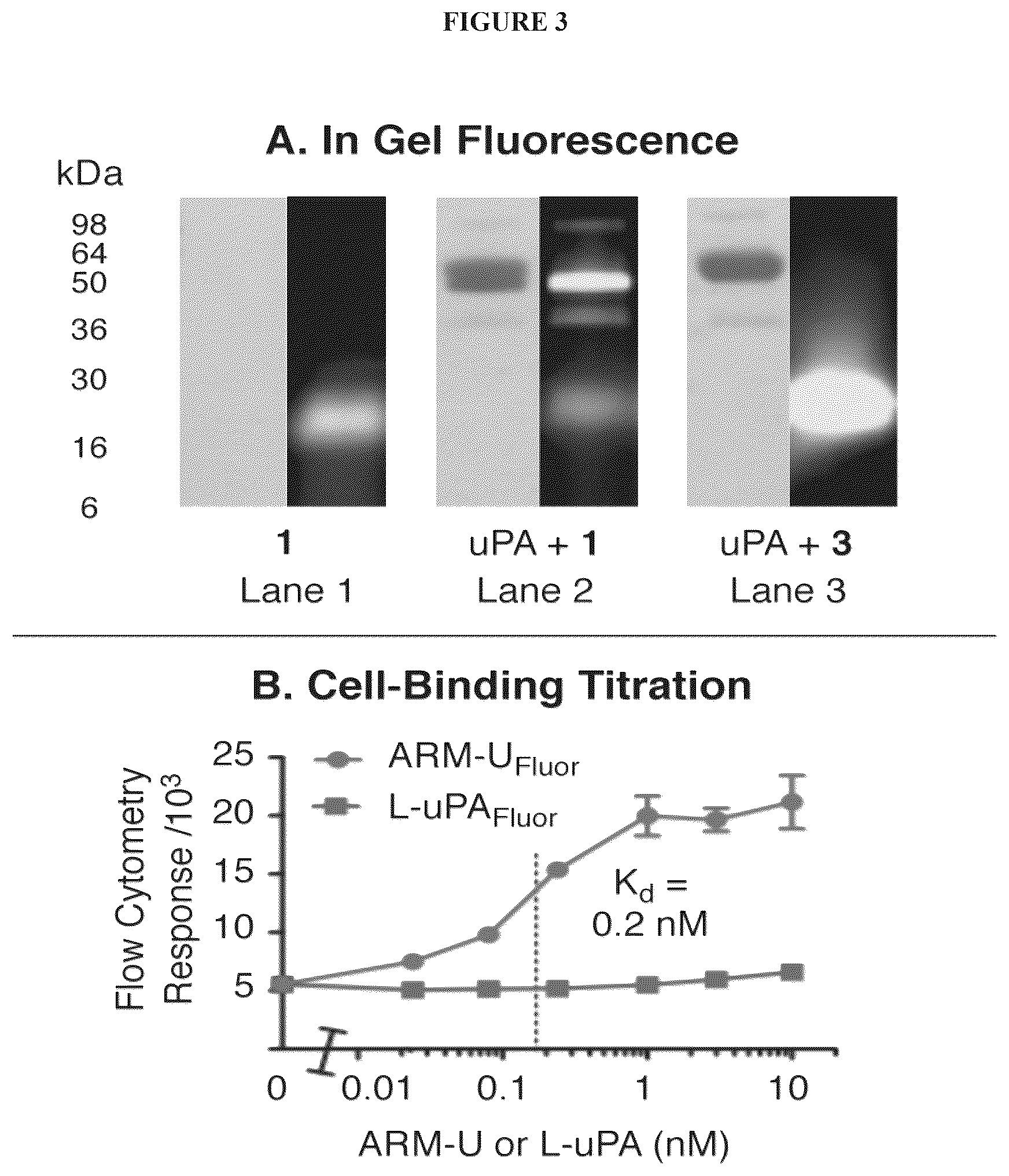 Patent US12312621 Figure 3 – Reprogramming urokinase into an antibody-recruiting anticancer agent